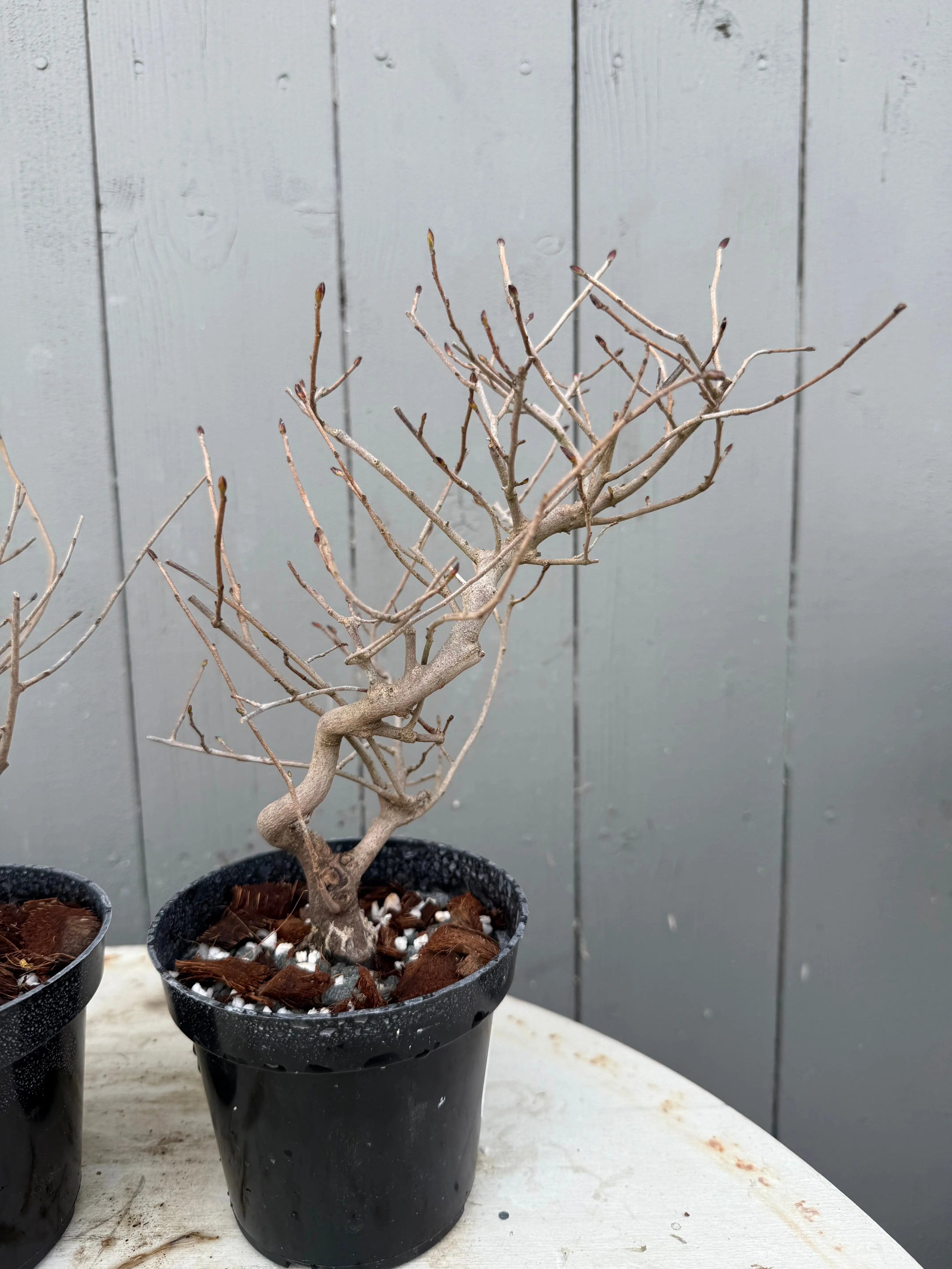 Corylopsis spicata Canada Bonsai
