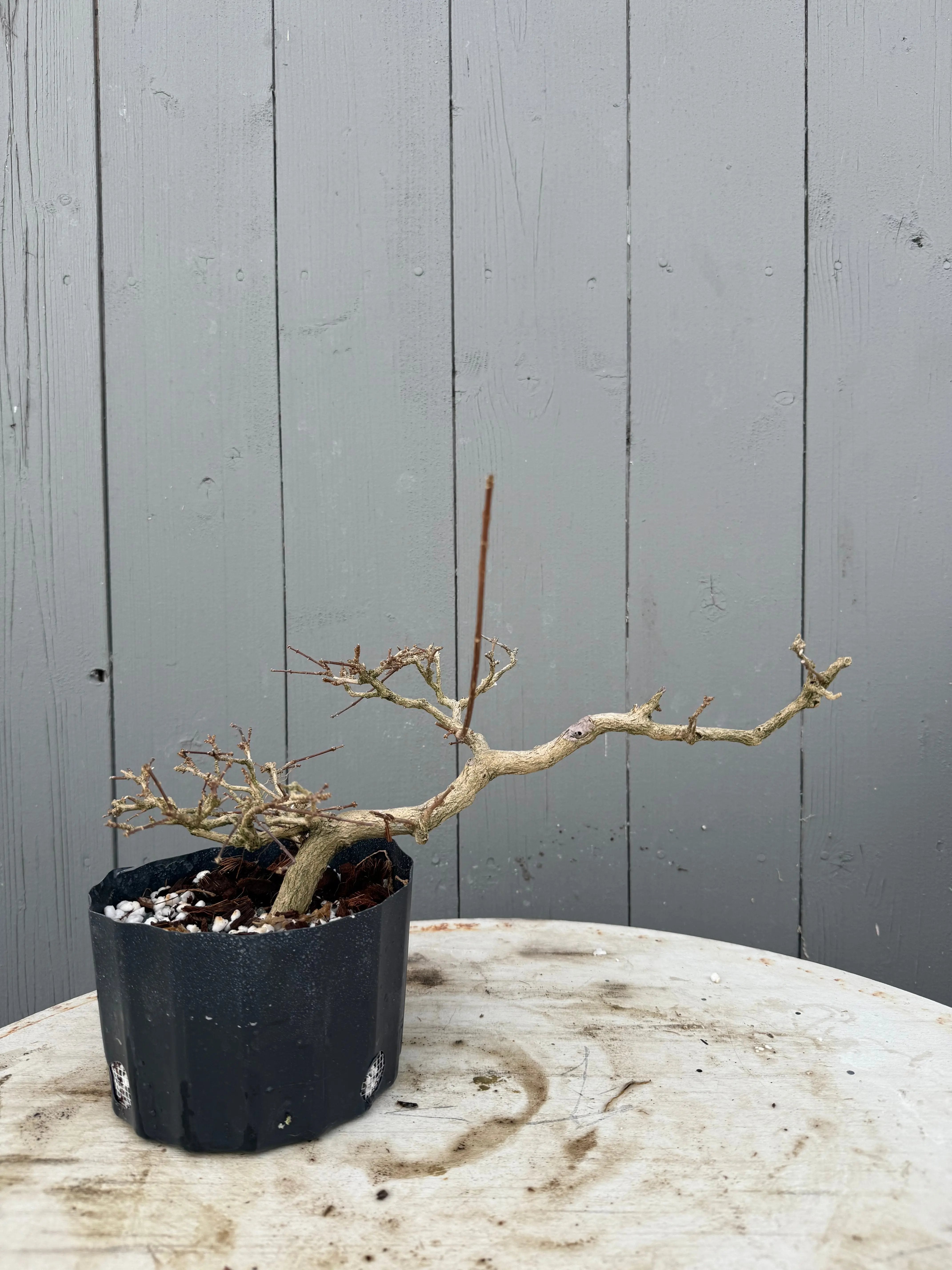 Premna japonica Canada Bonsai
