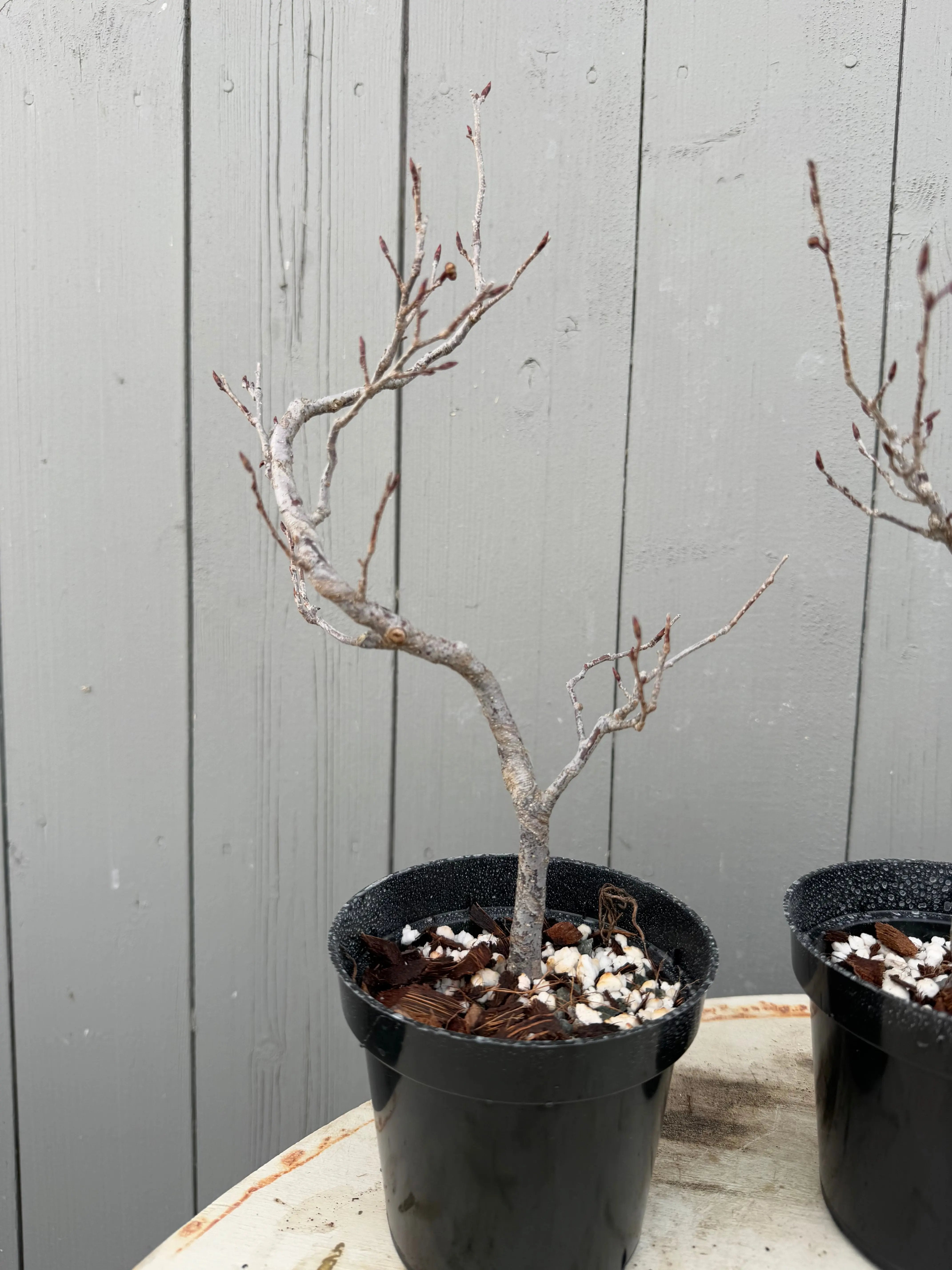 Lindera praecox Canada Bonsai
