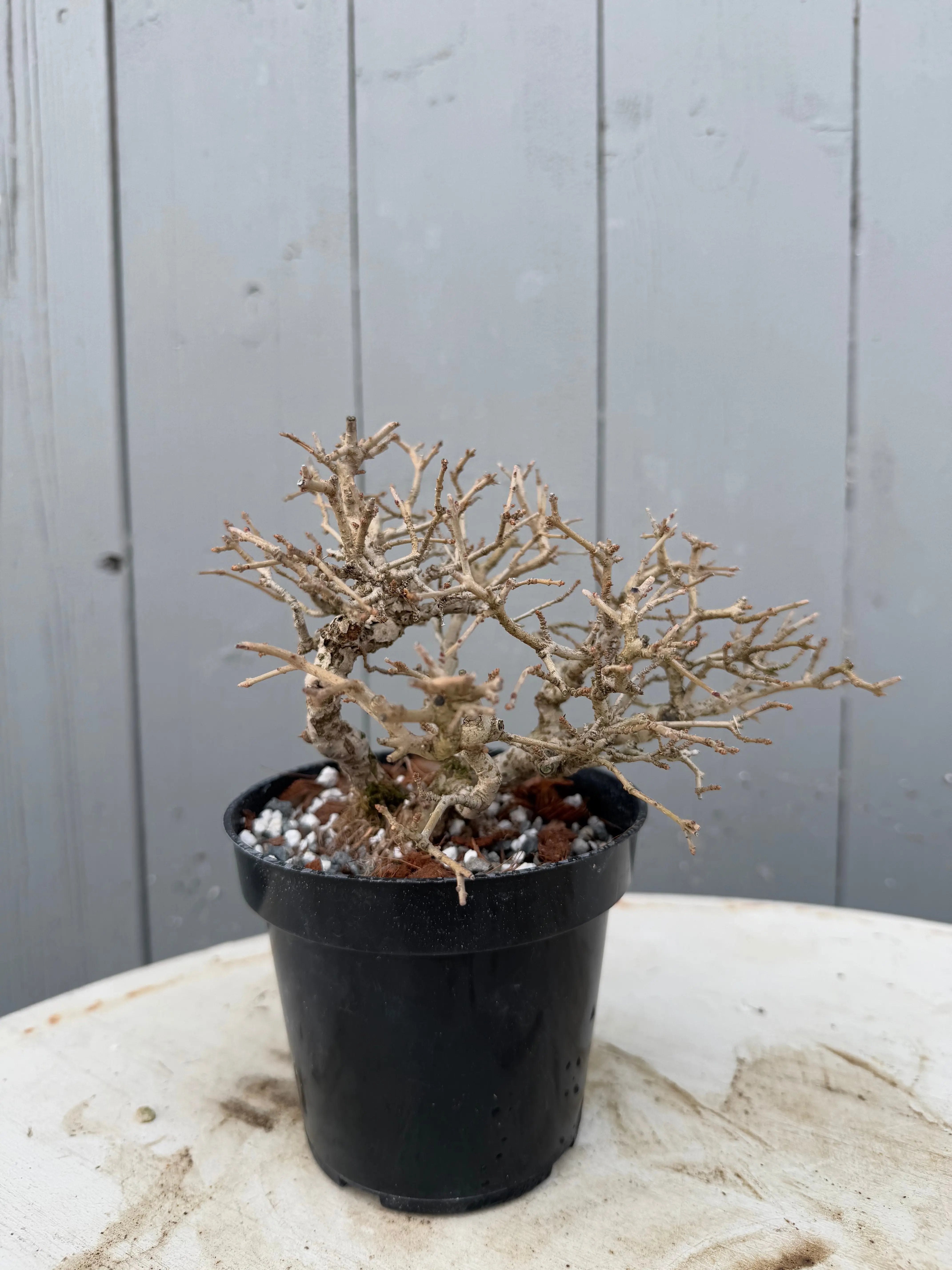 Ligustrum obtusifolium Canada Bonsai
