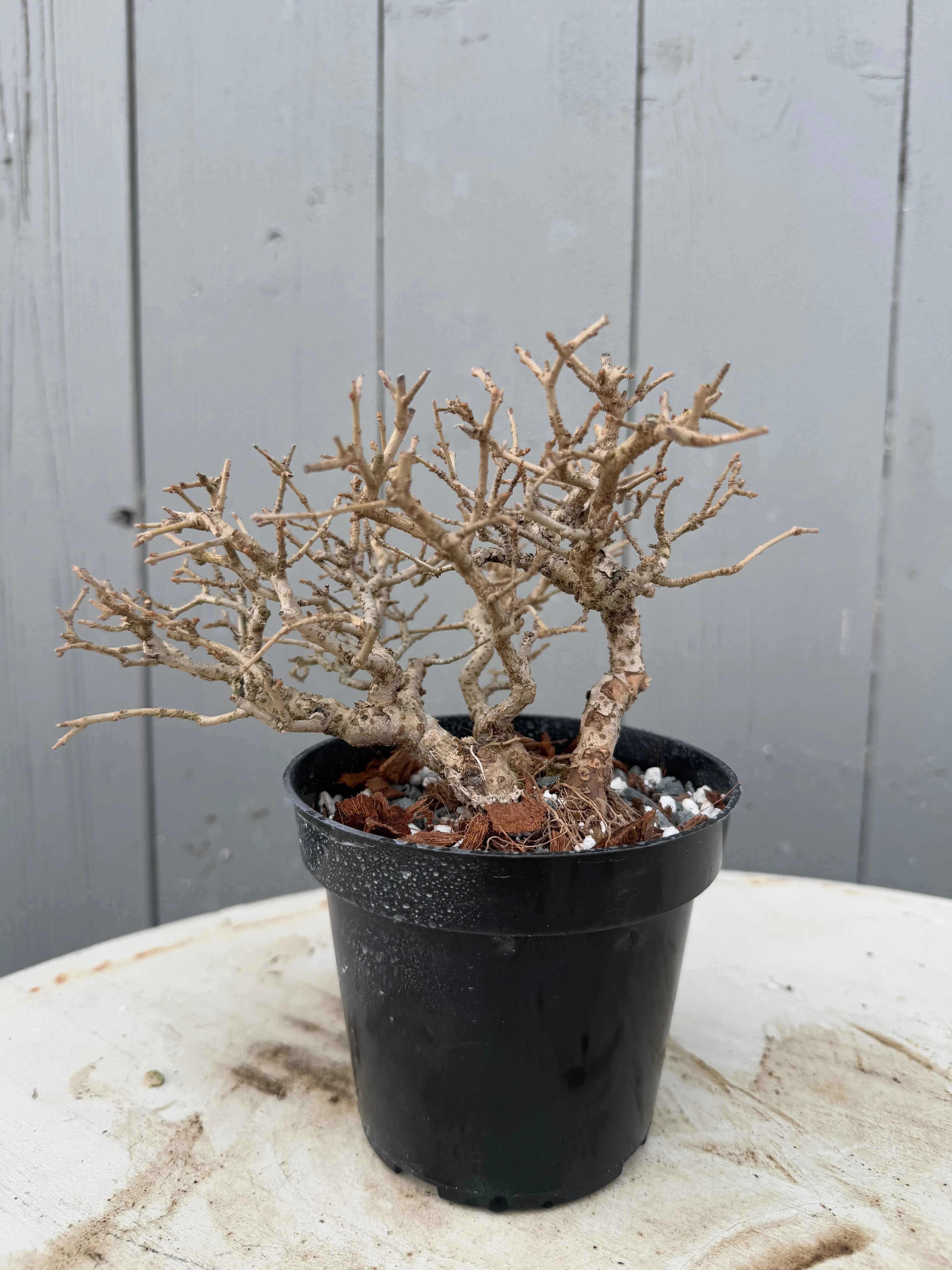 Ligustrum obtusifolium Canada Bonsai