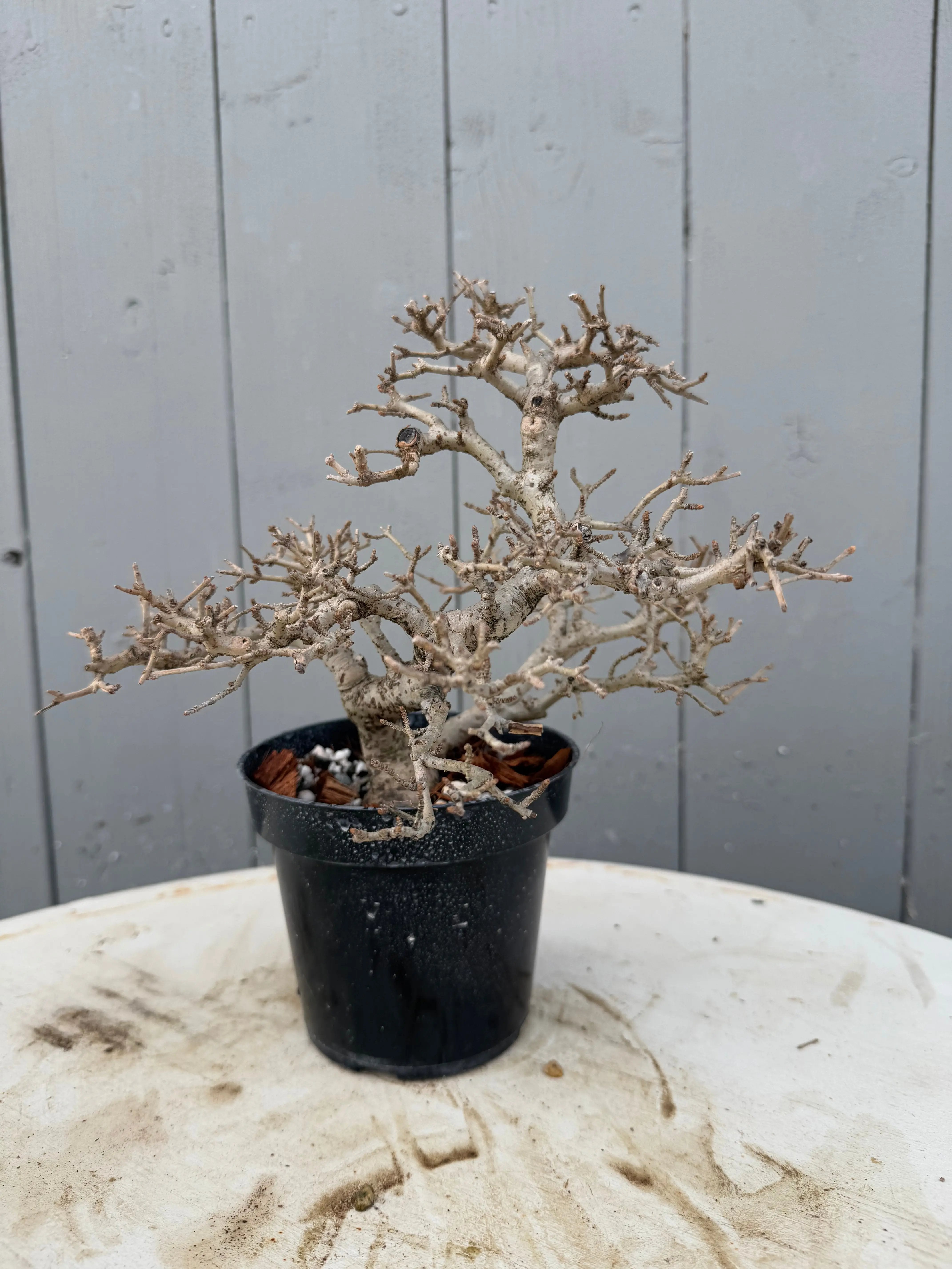 Ligustrum obtusifolium Canada Bonsai