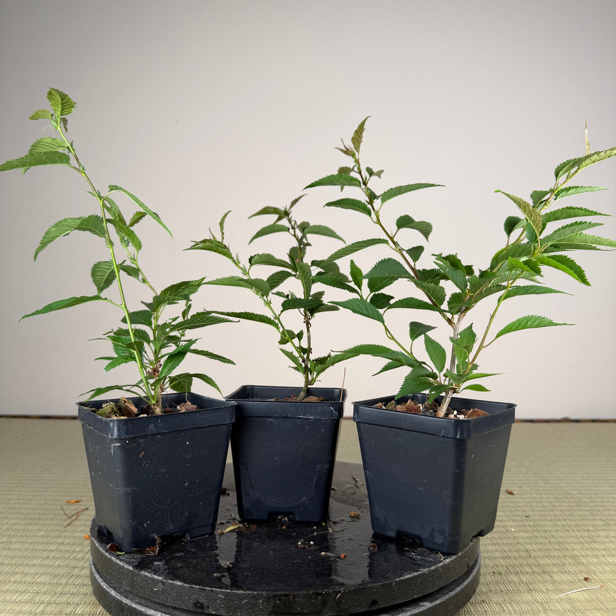 Prunus nipponica