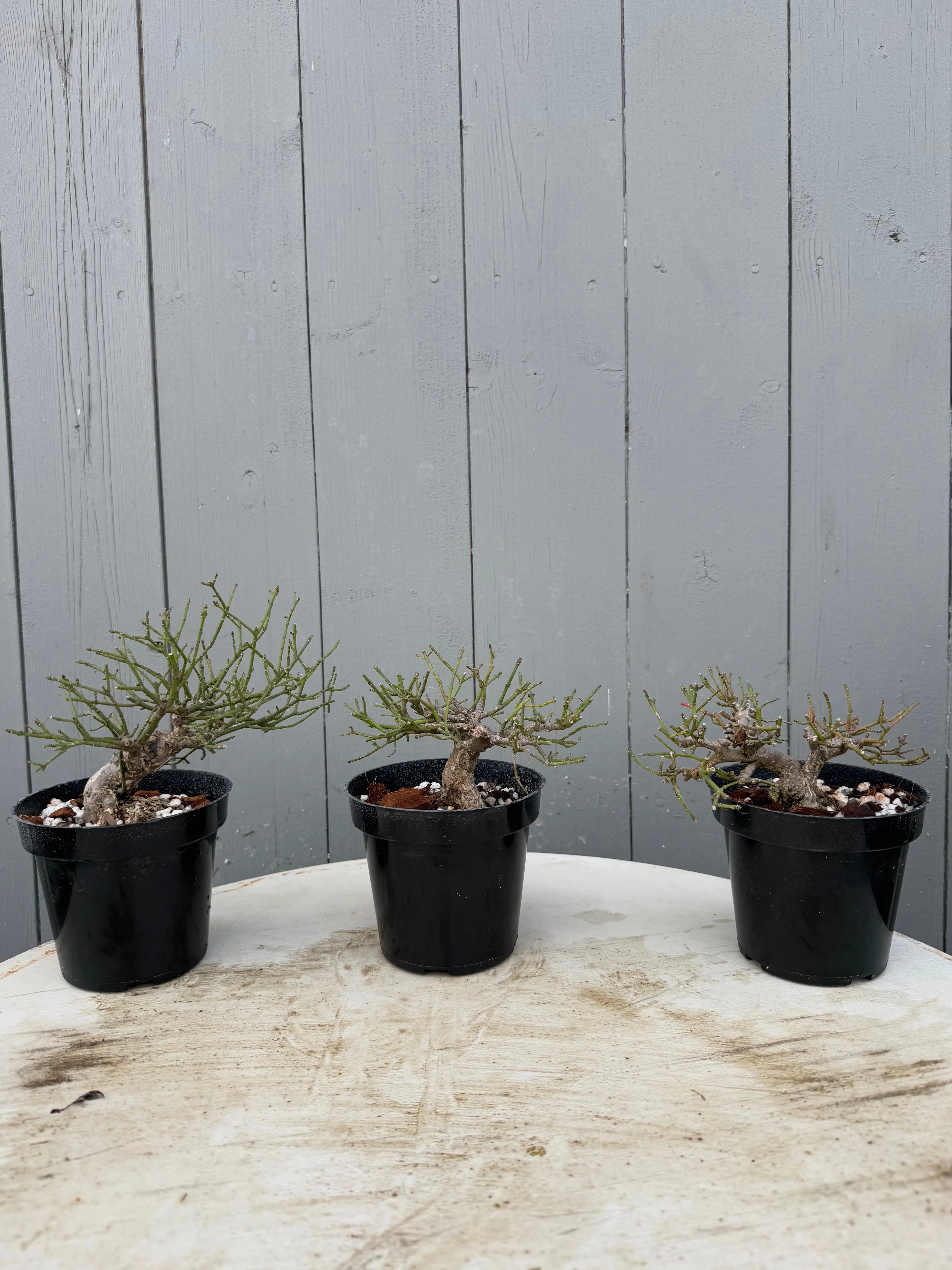 Euonymus Canada Bonsai
