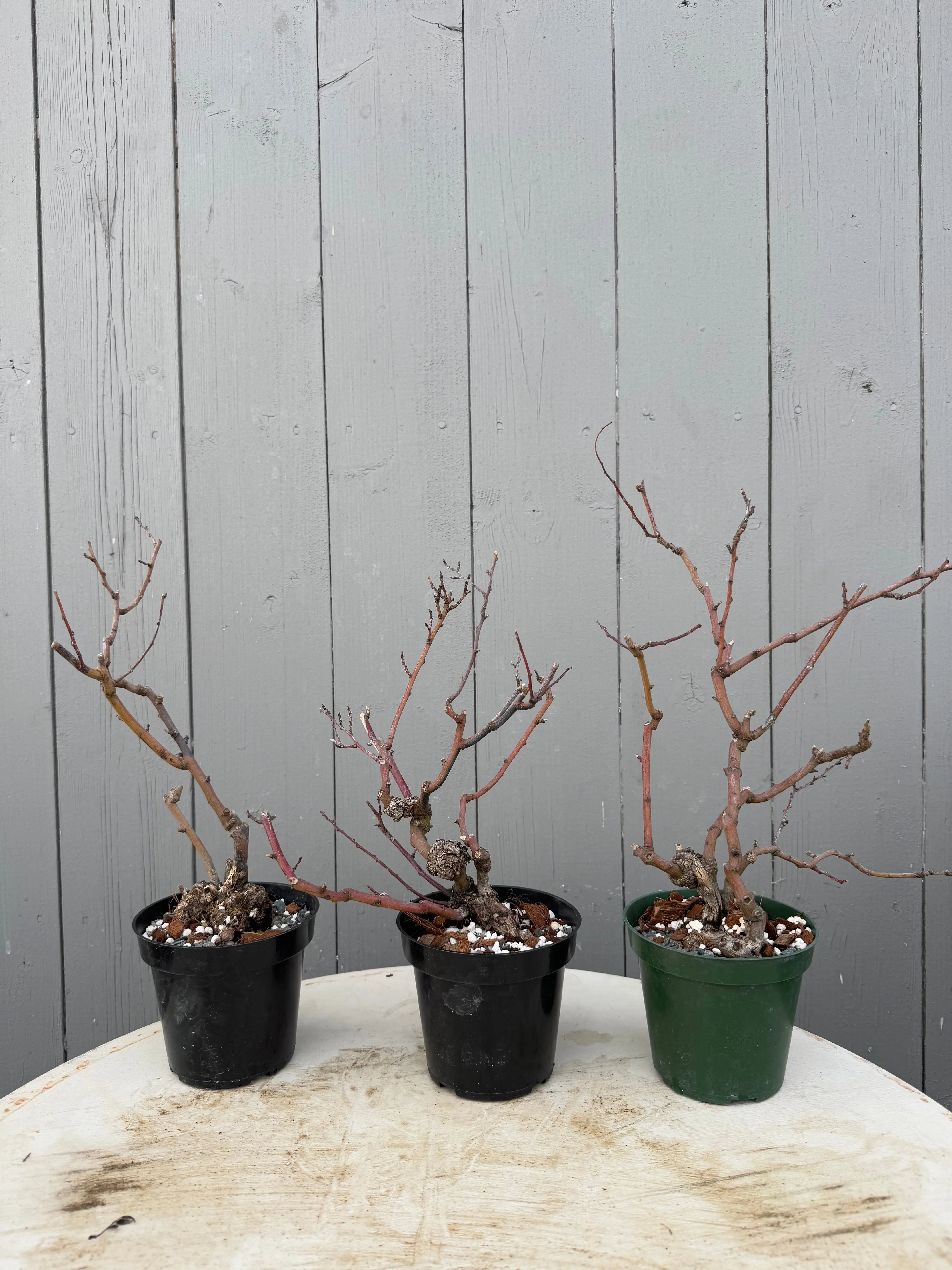 Berchemia racemosa Canada Bonsai