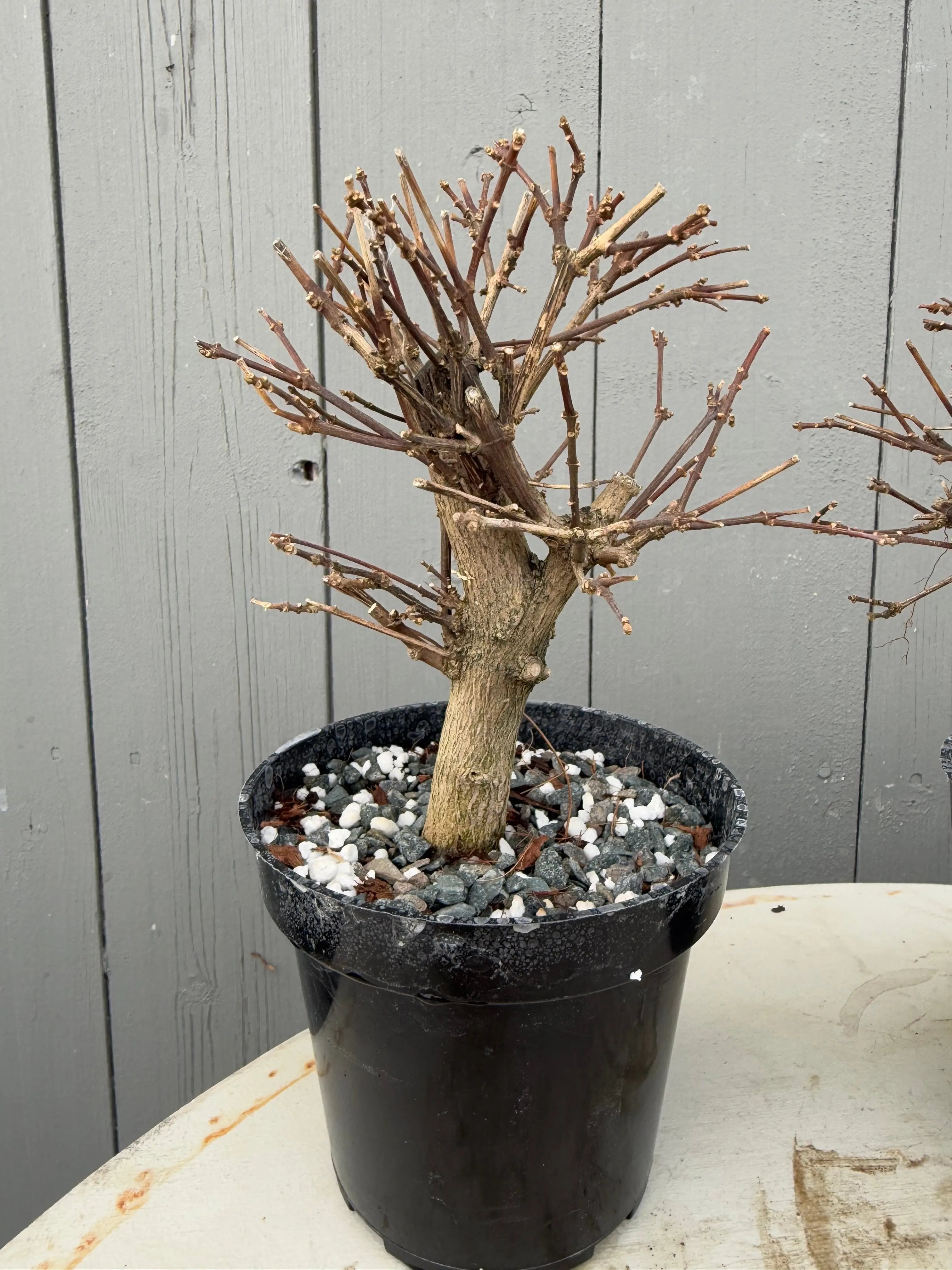 Premna japonica Canada Bonsai