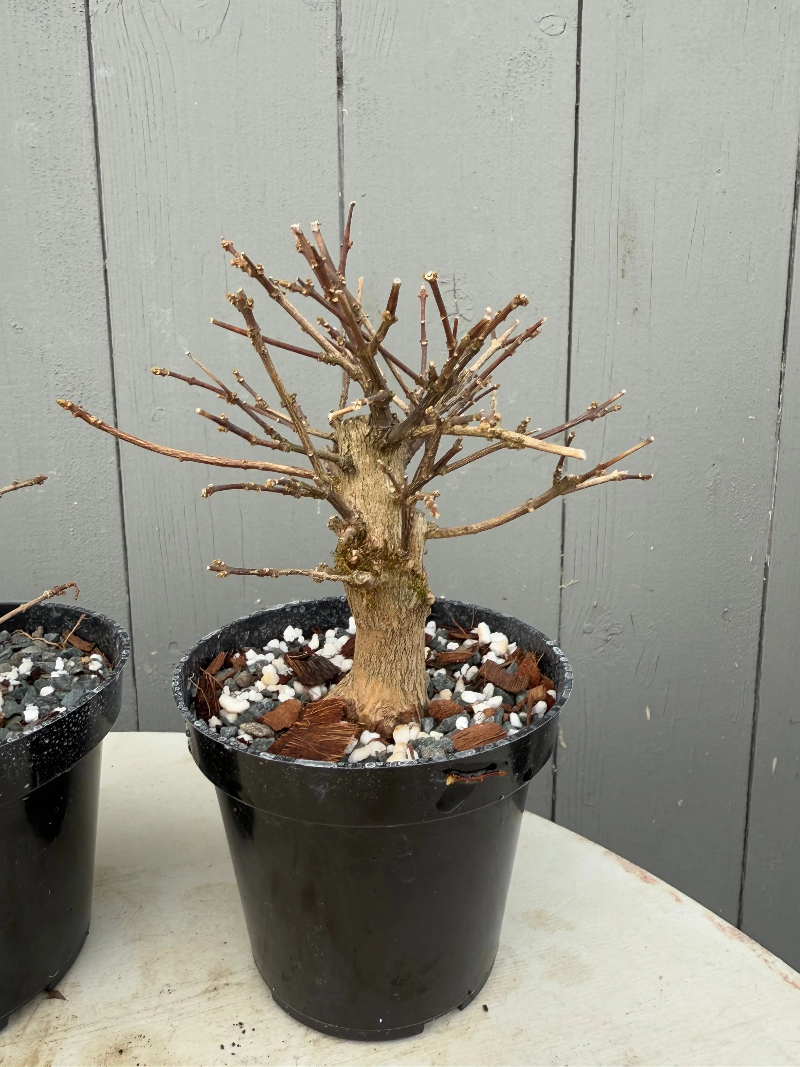 Premna japonica Canada Bonsai