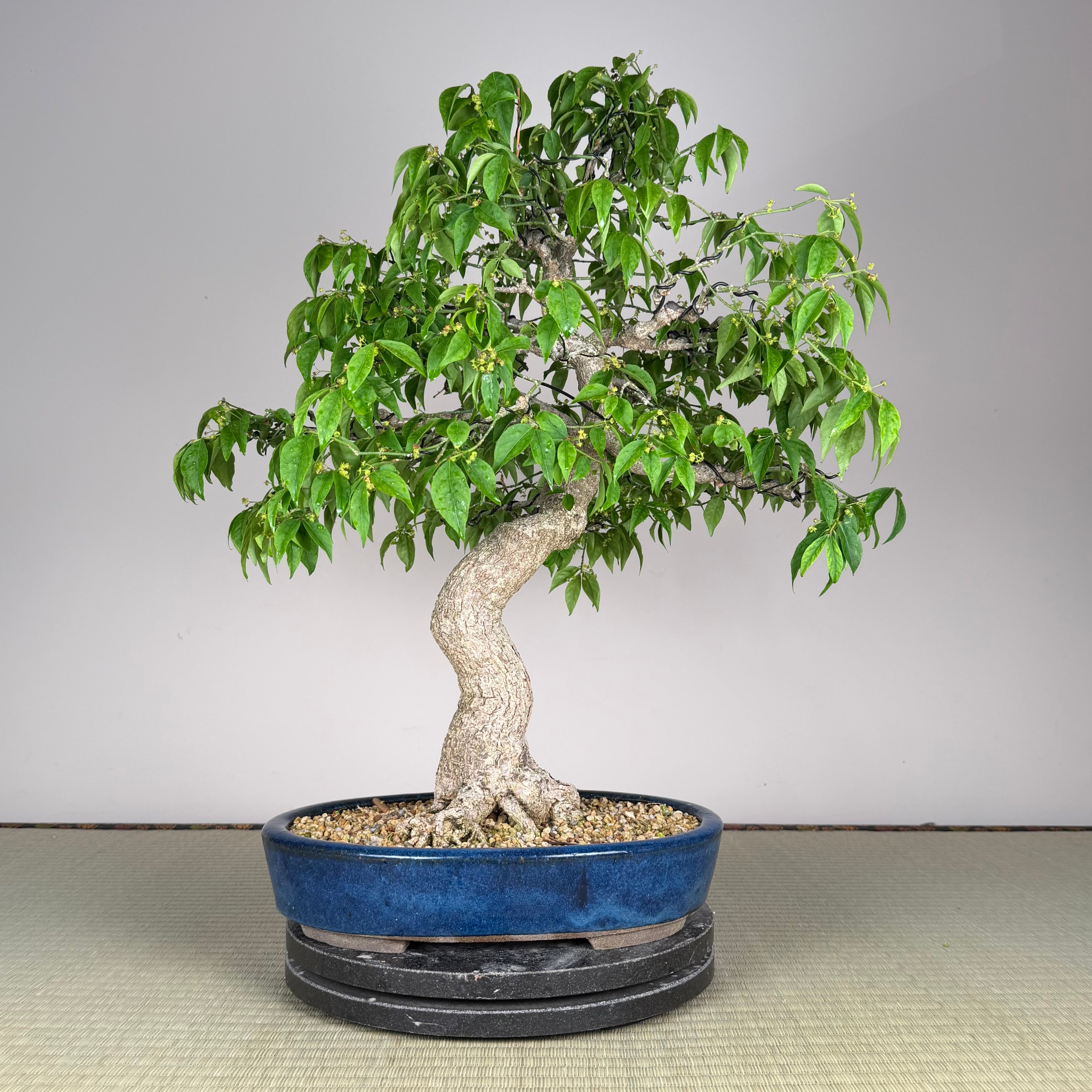 Une personne chanceuse gagnera un bonsaï Euonymus (fusain ailé) d'une valeur de 2000 $ importé du Japon