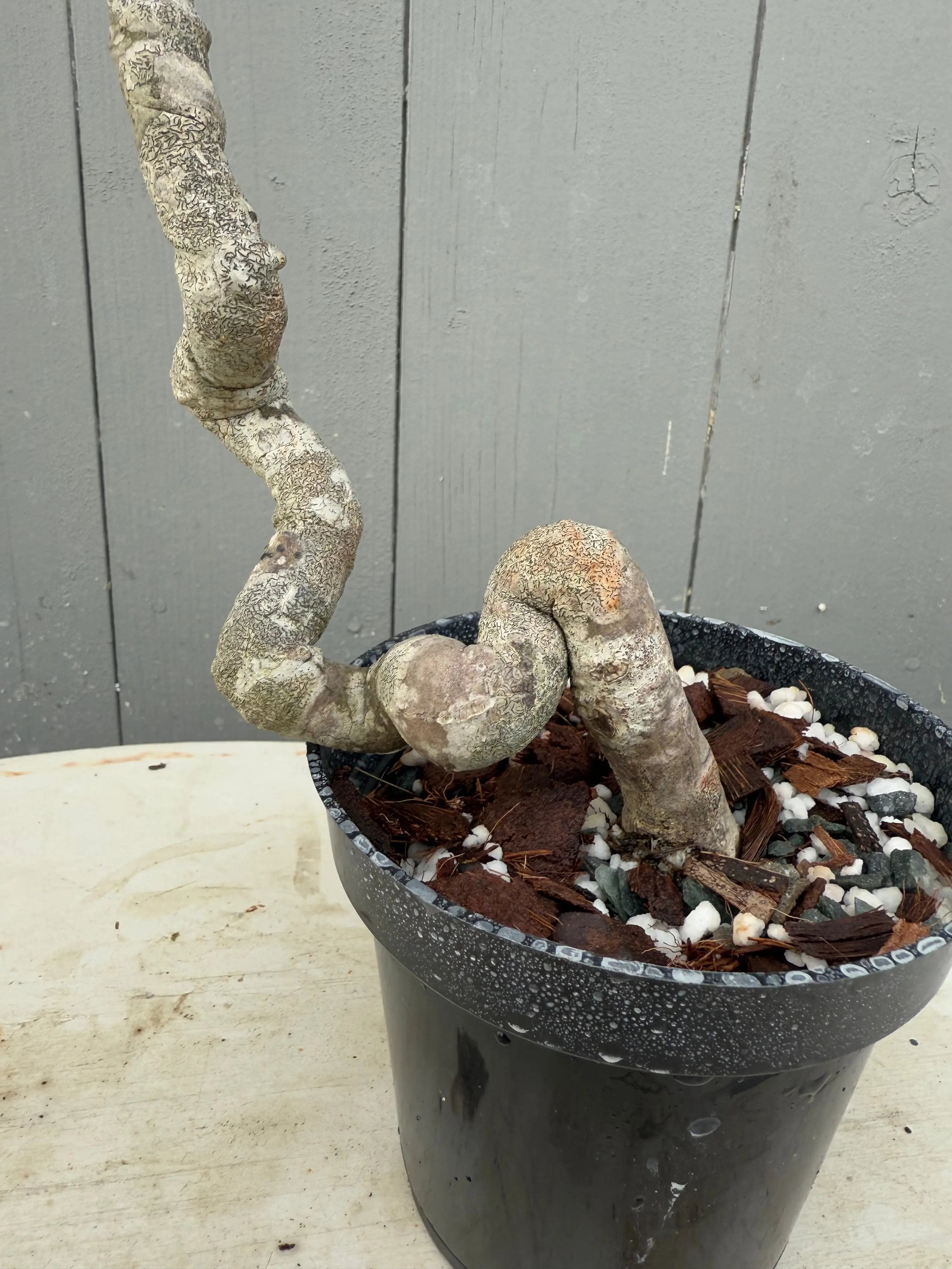 Euonymus Canada Bonsai