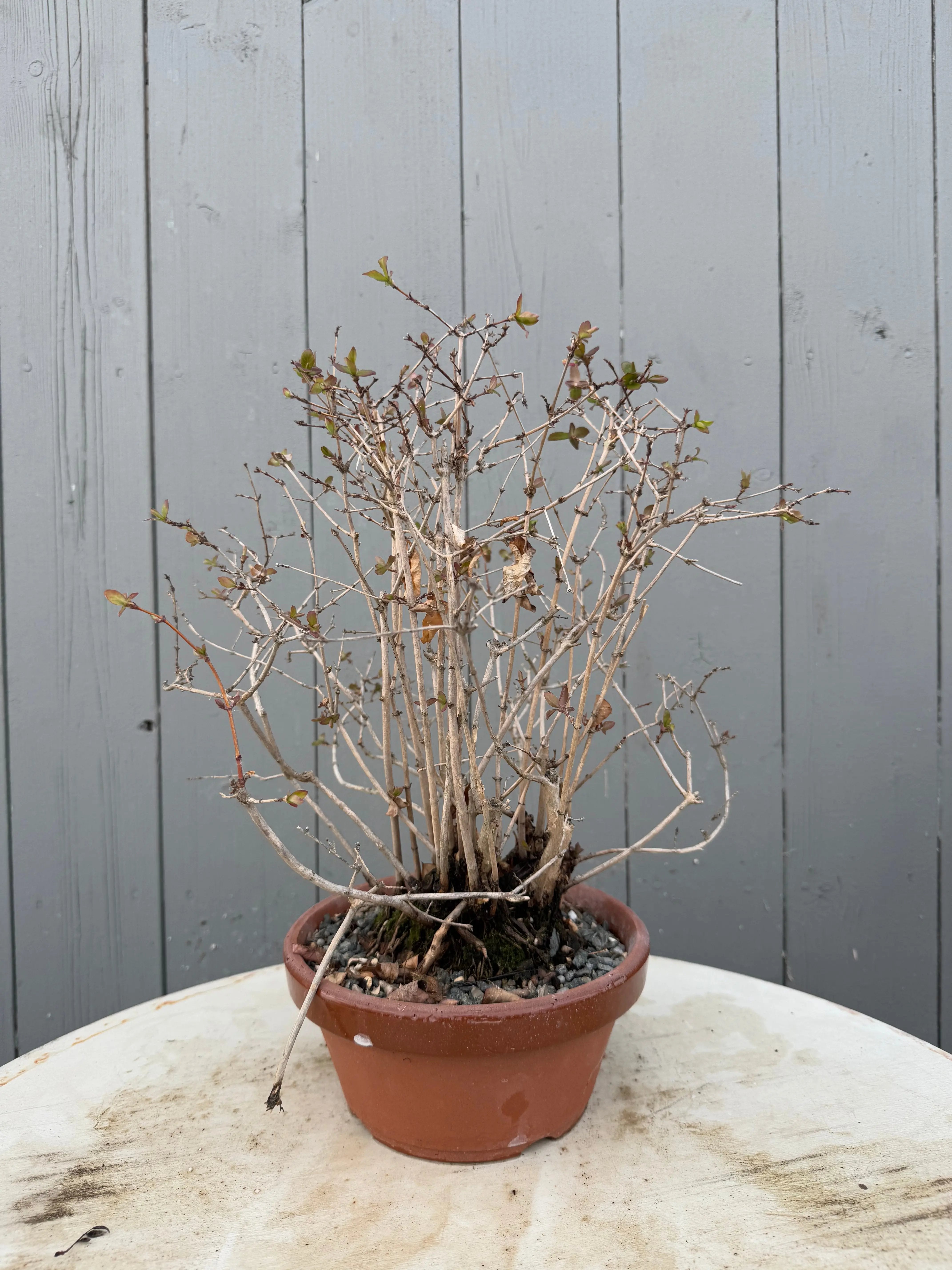 Lonicera gracilipes 'Miyama' Canada Bonsai
