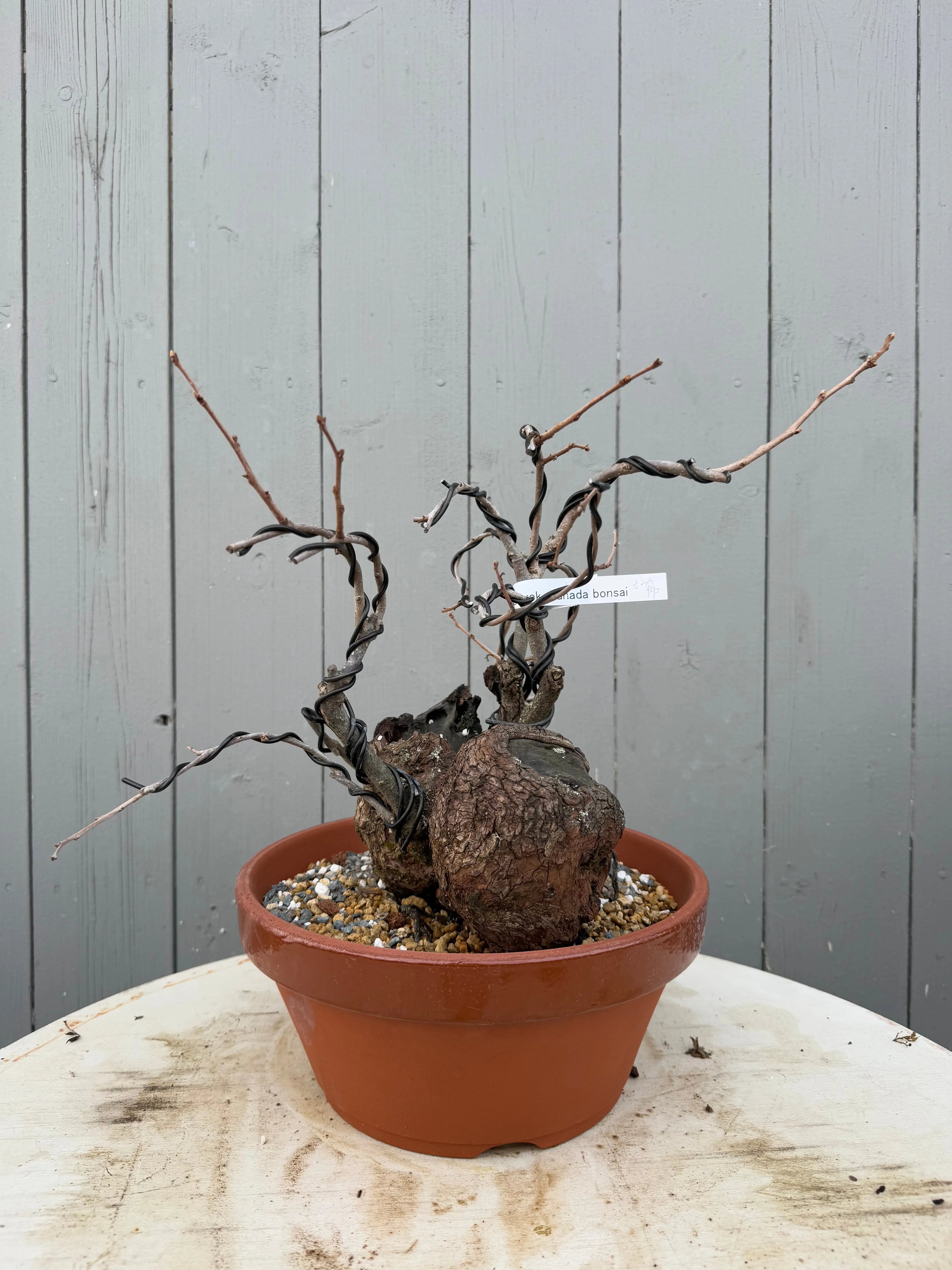 Diospyros Kaki Canada Bonsai