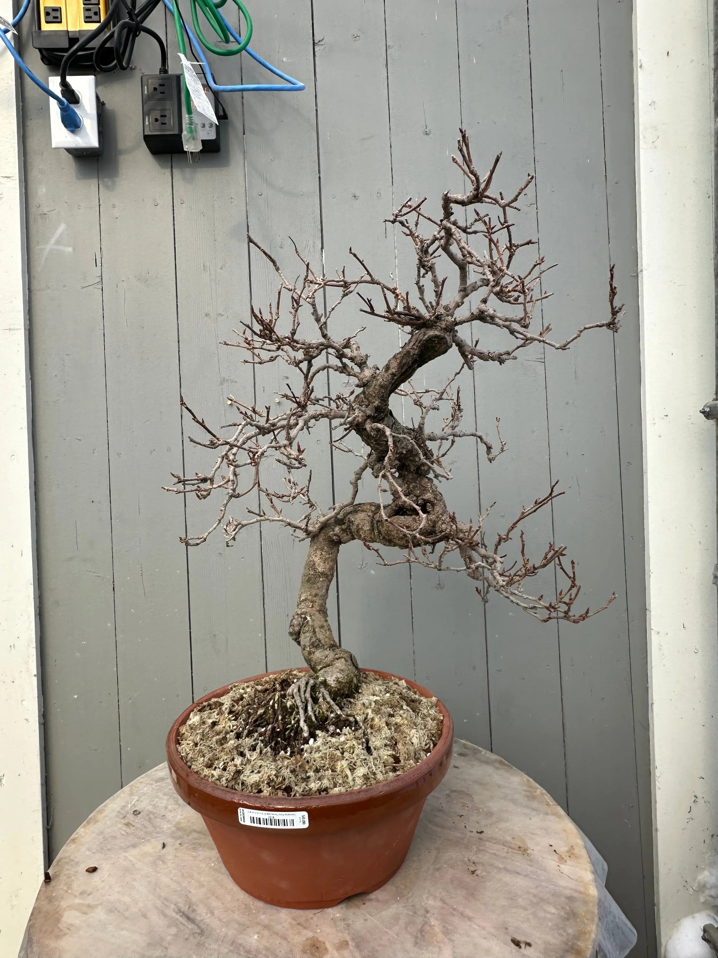 Kadsura #2 Canada Bonsai