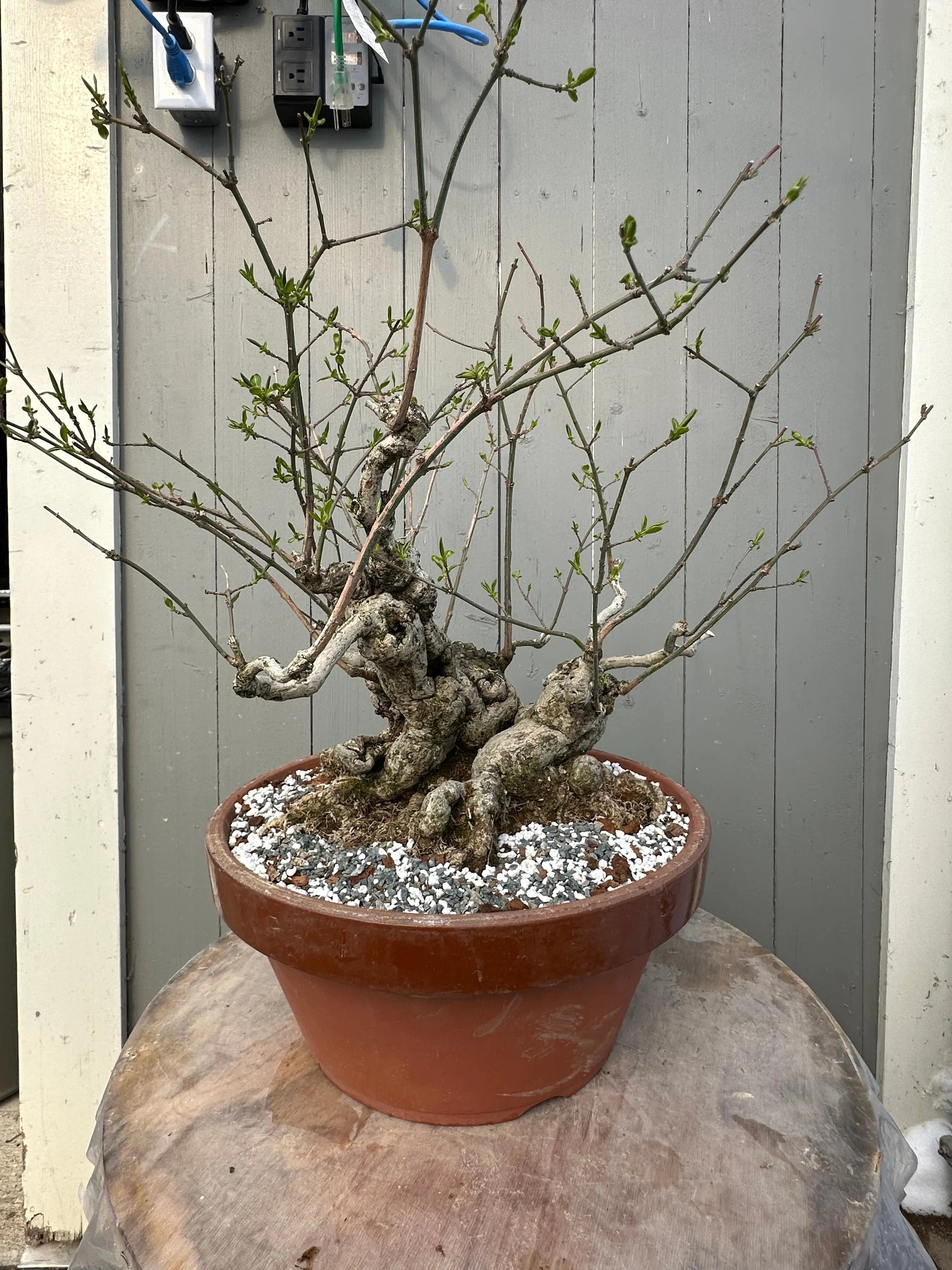 Euonymus #2 Canada Bonsai