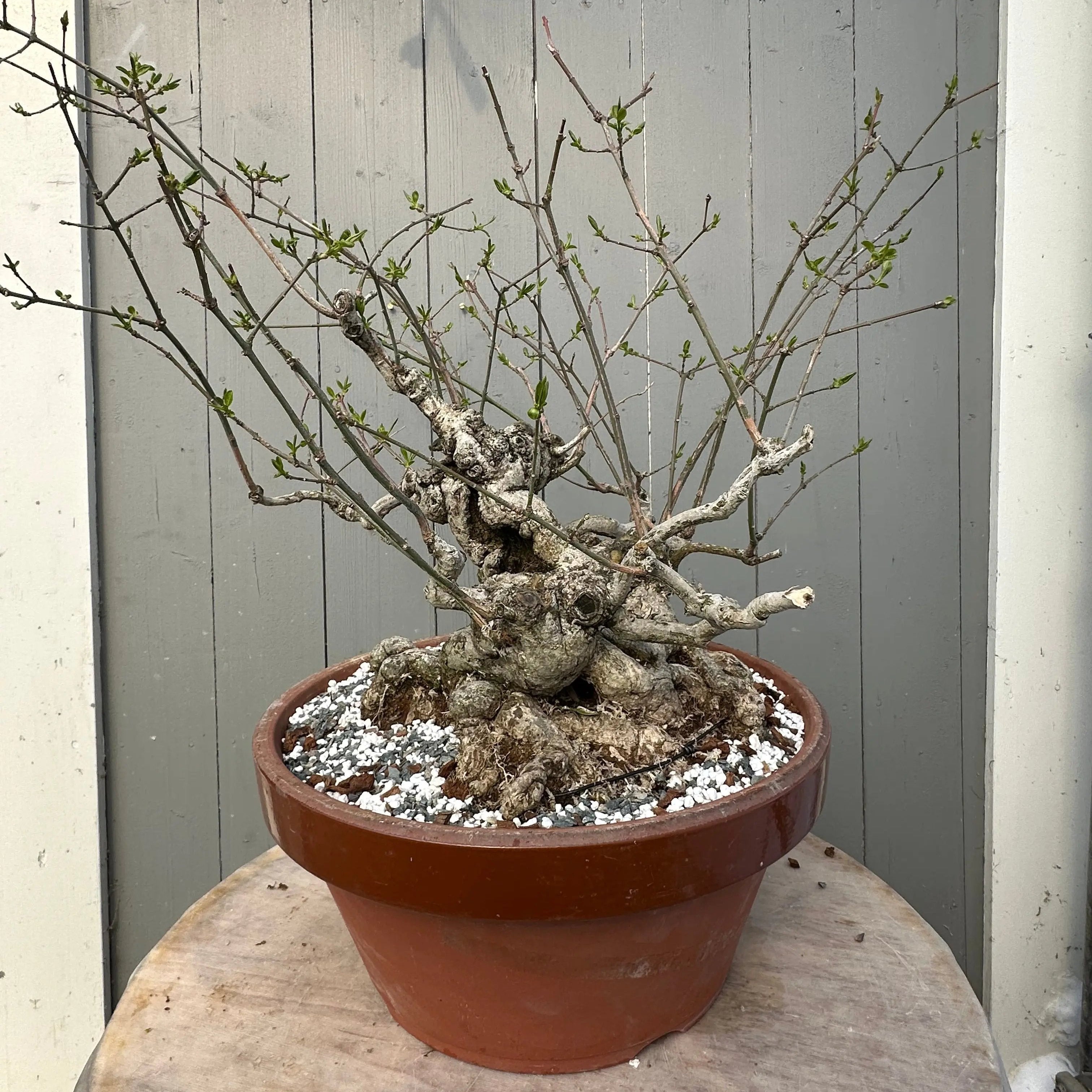 Euonymus #2 Canada Bonsai