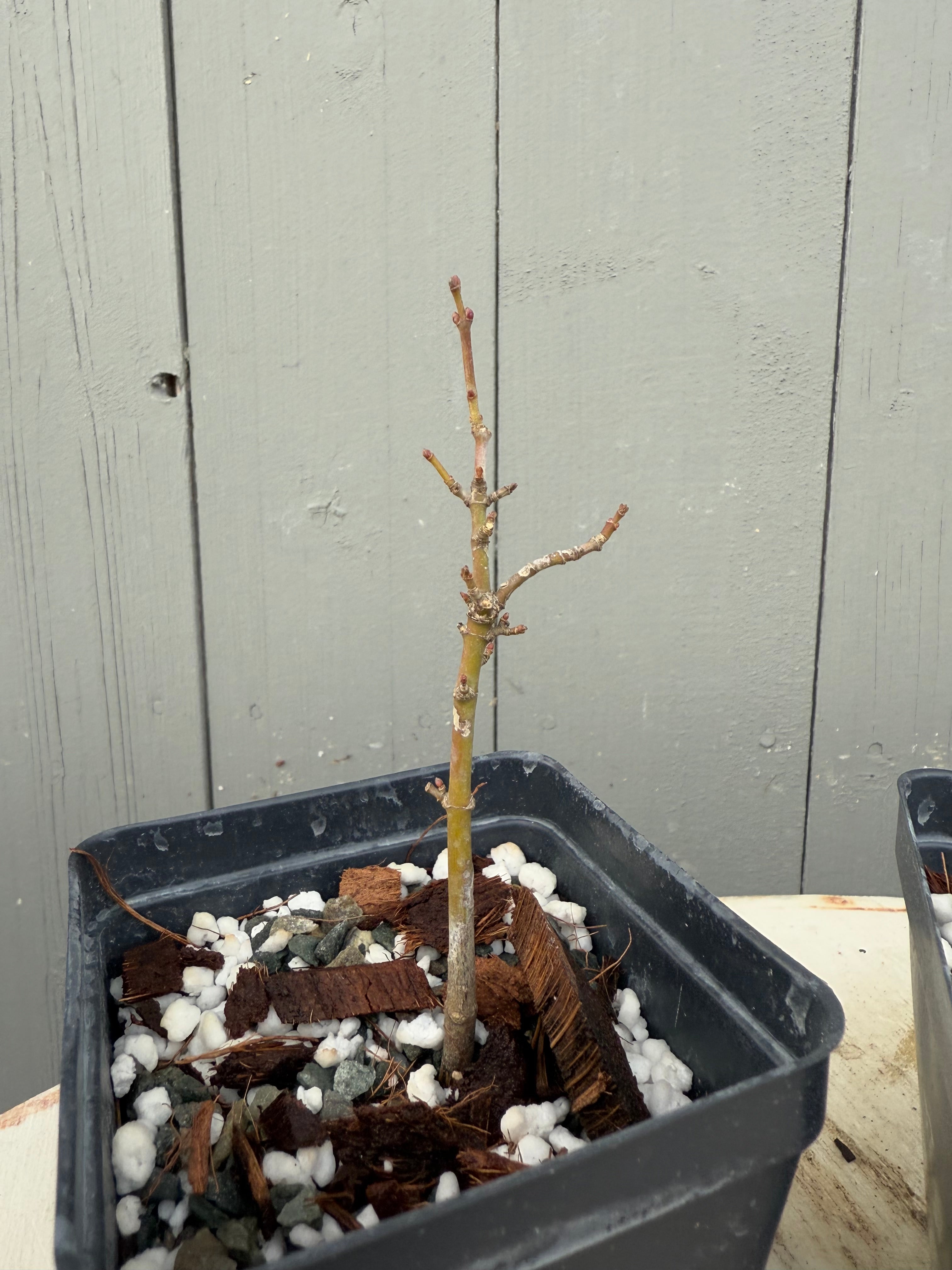Acer palmatum 'Shishigashira'