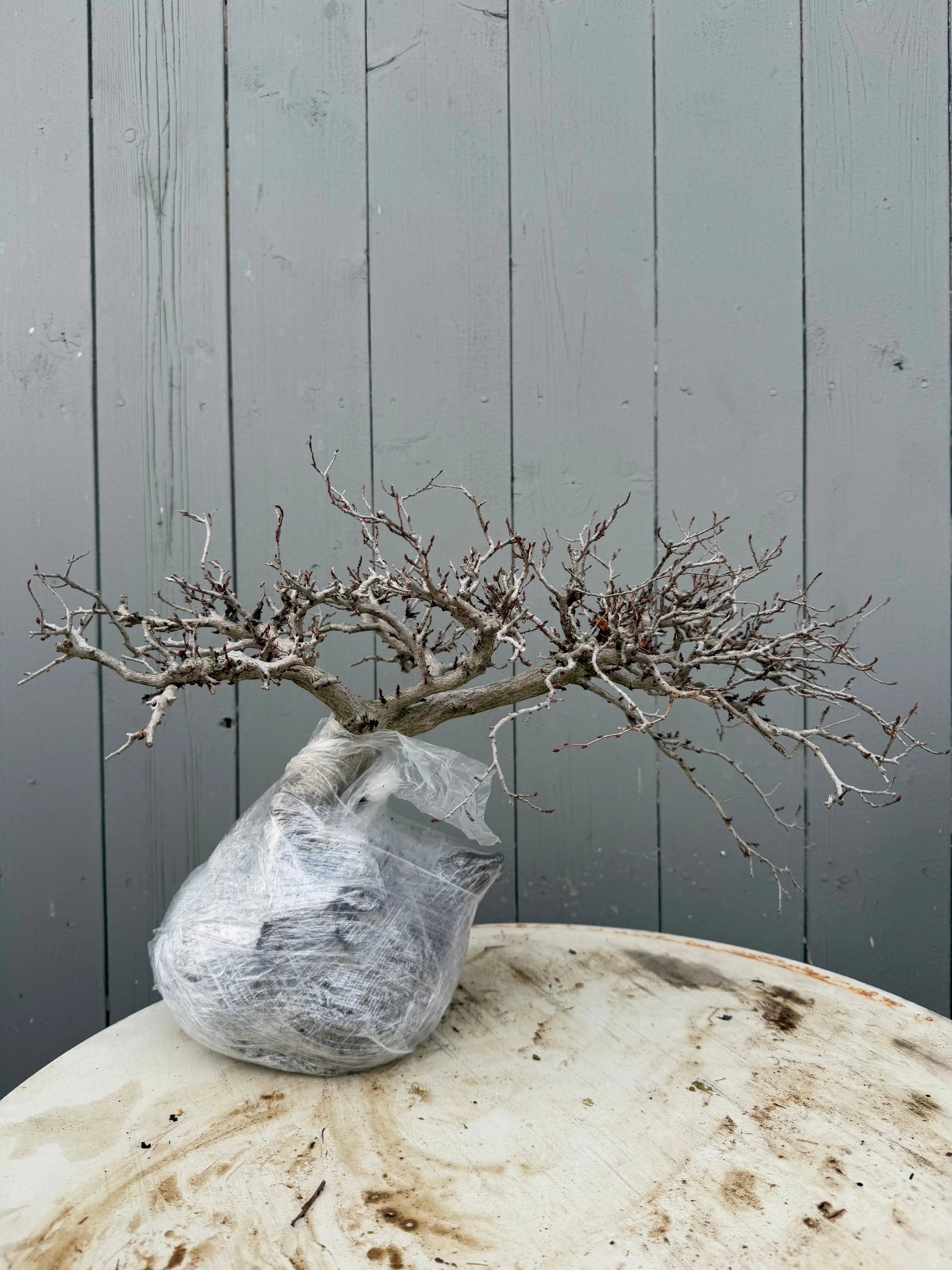 Carpinus turczaninowii Canada Bonsai