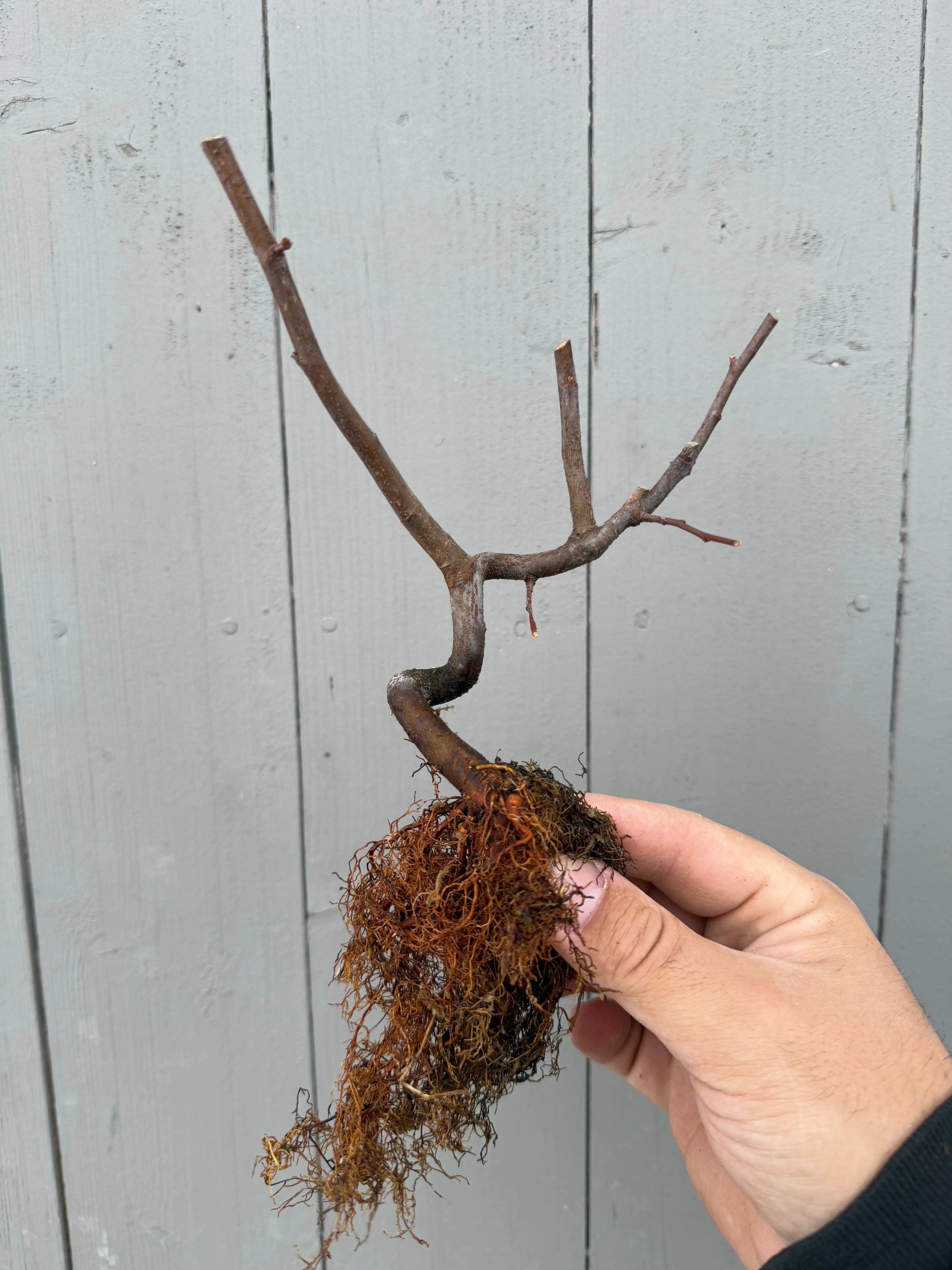 Pseudocydonia sinensis (dwarf strain) Canada Bonsai