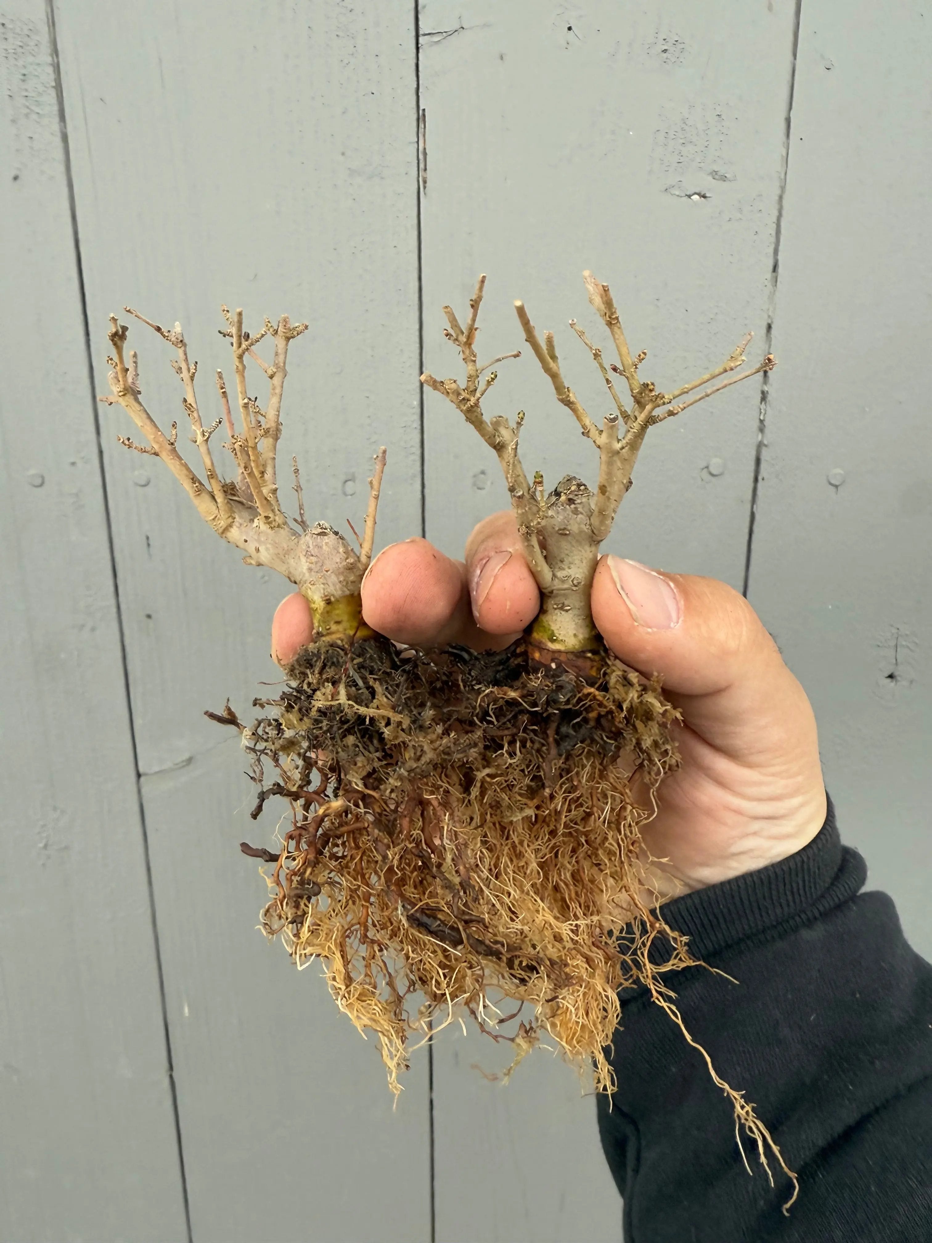 Ligustrum obtusifolium Canada Bonsai