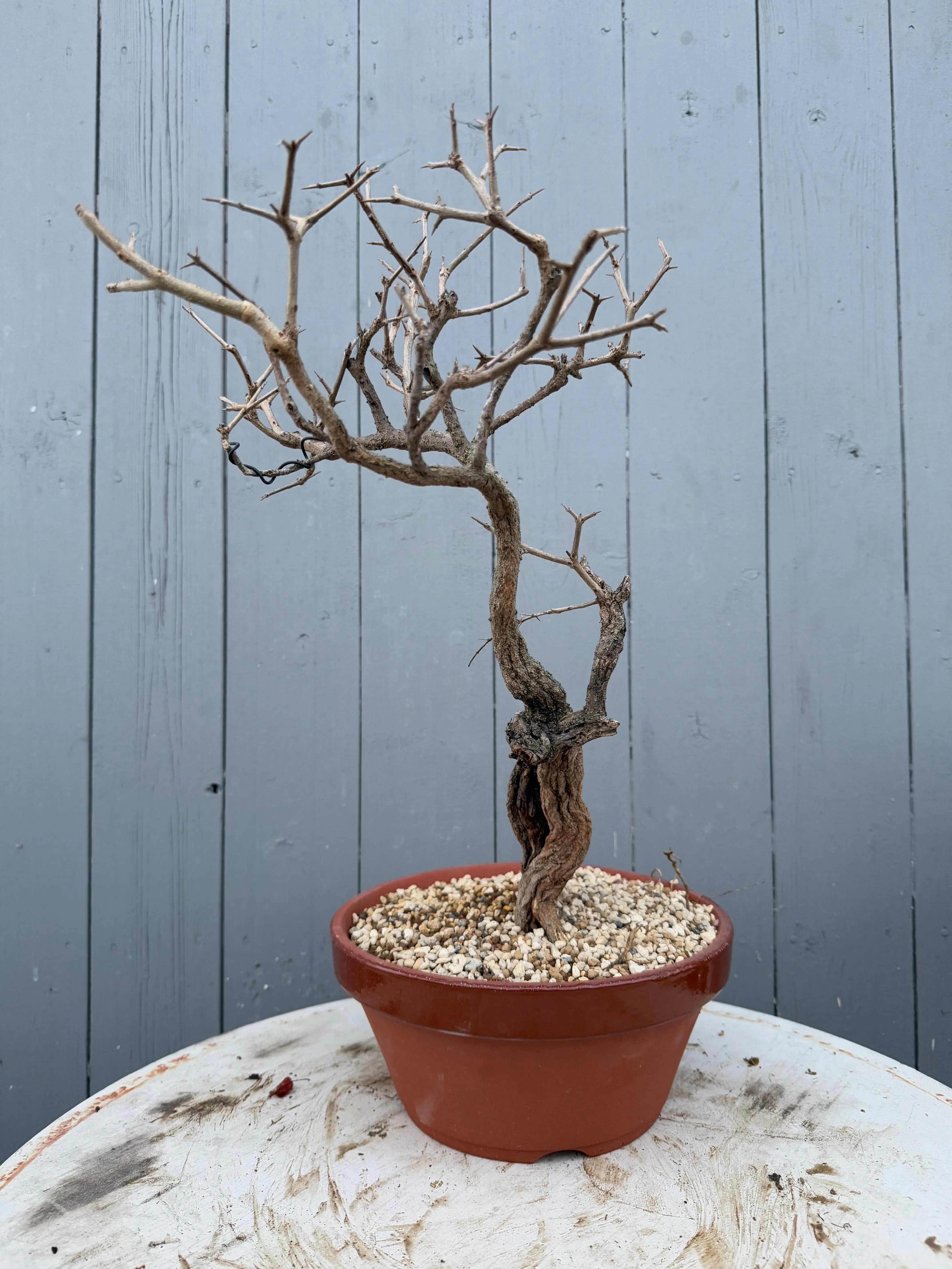 Punica granatum Canada Bonsai