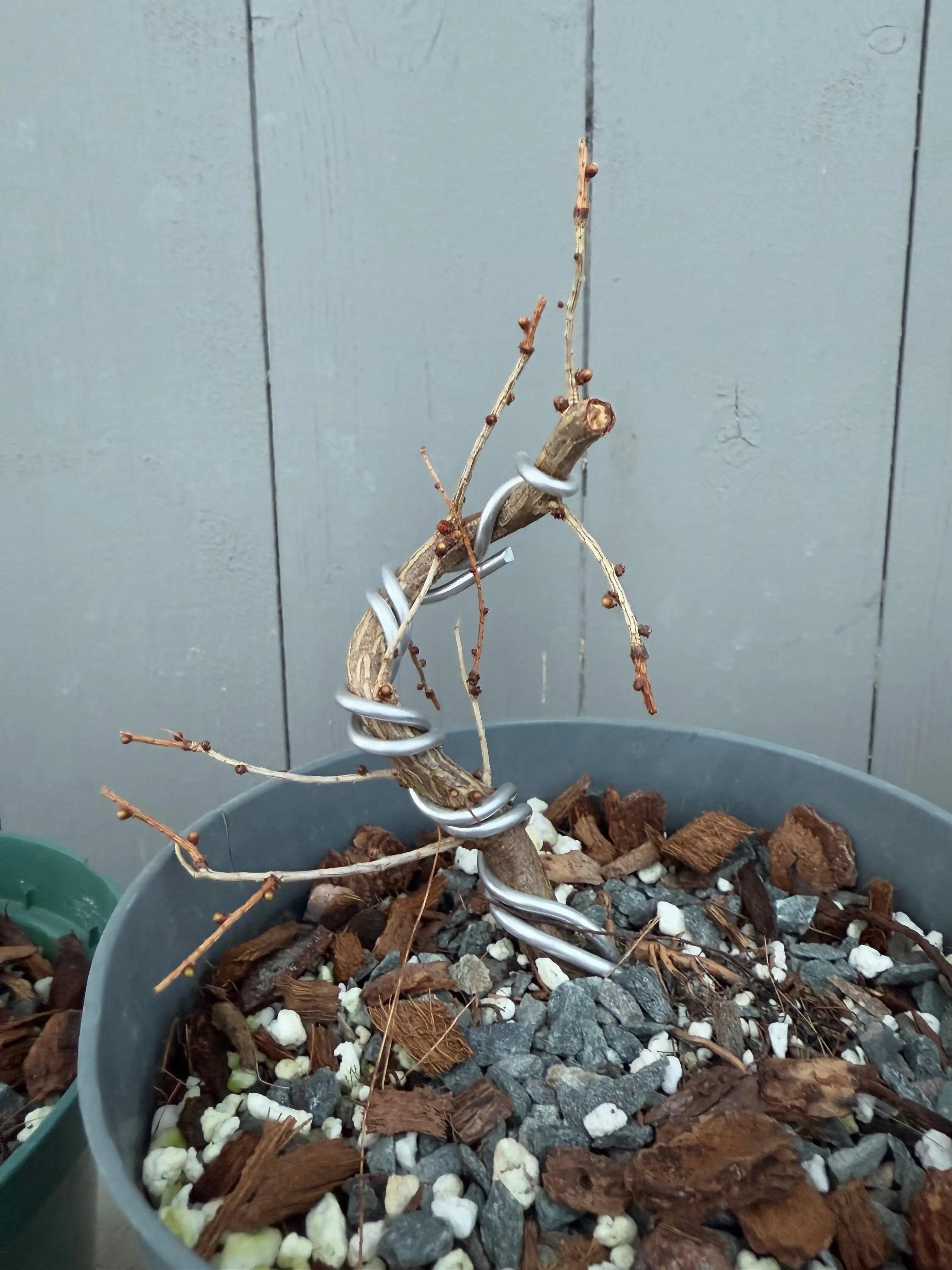 Larix leptolepsis Canada Bonsai