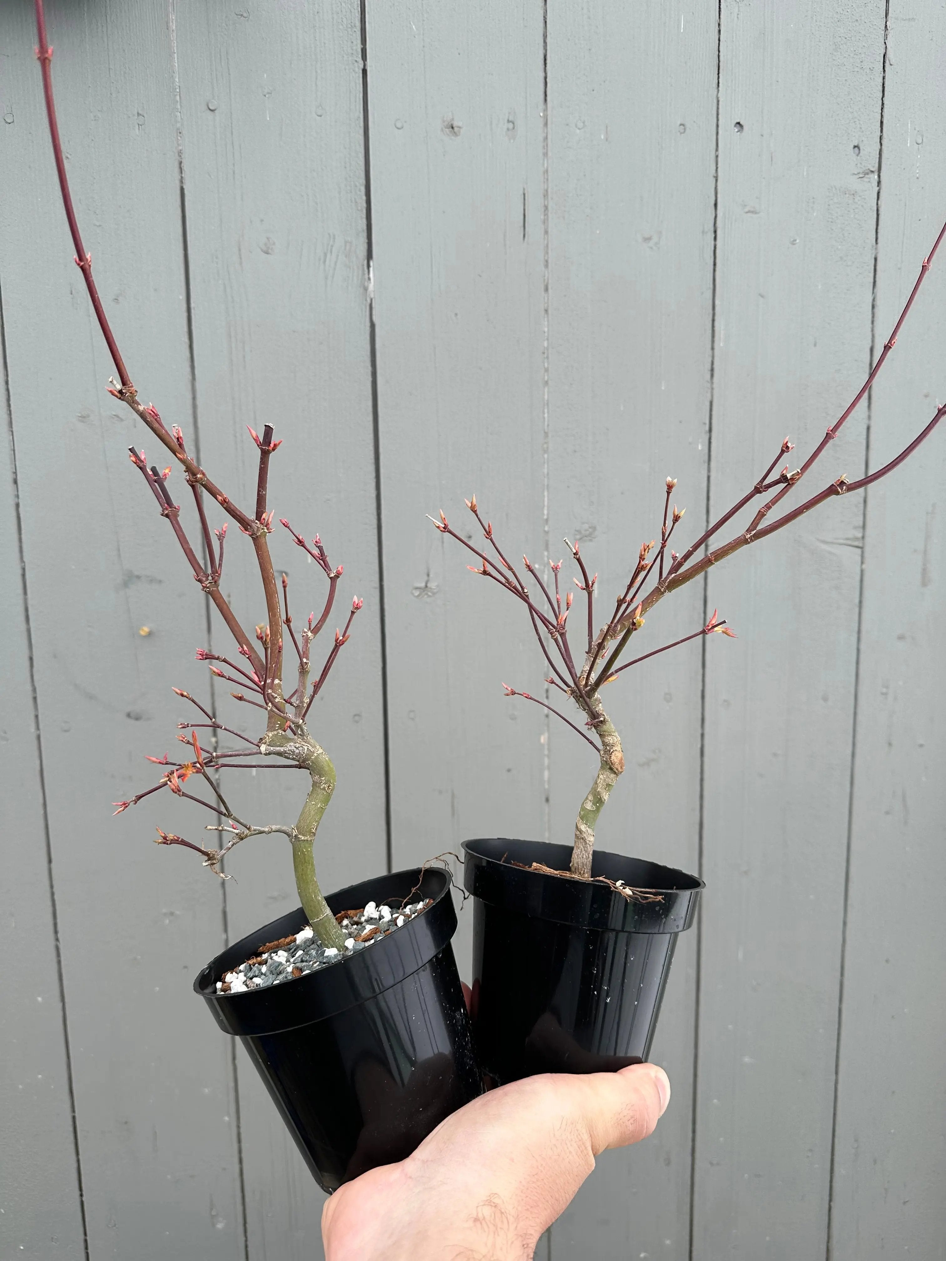 Acer palmatum 'Beni Chidori' (2025) Canada Bonsai