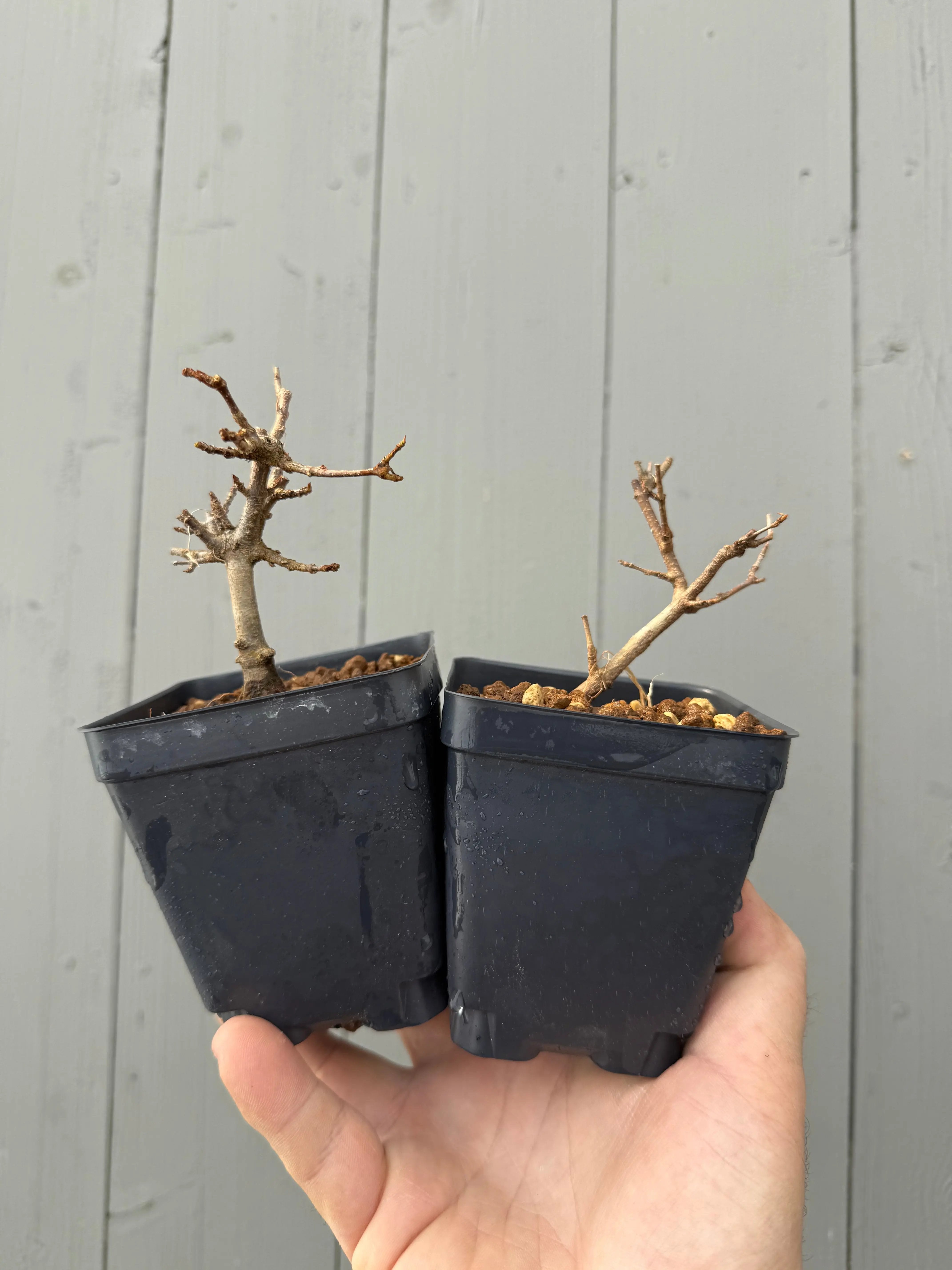 Acer buergerianum 'Mino' Canada Bonsai