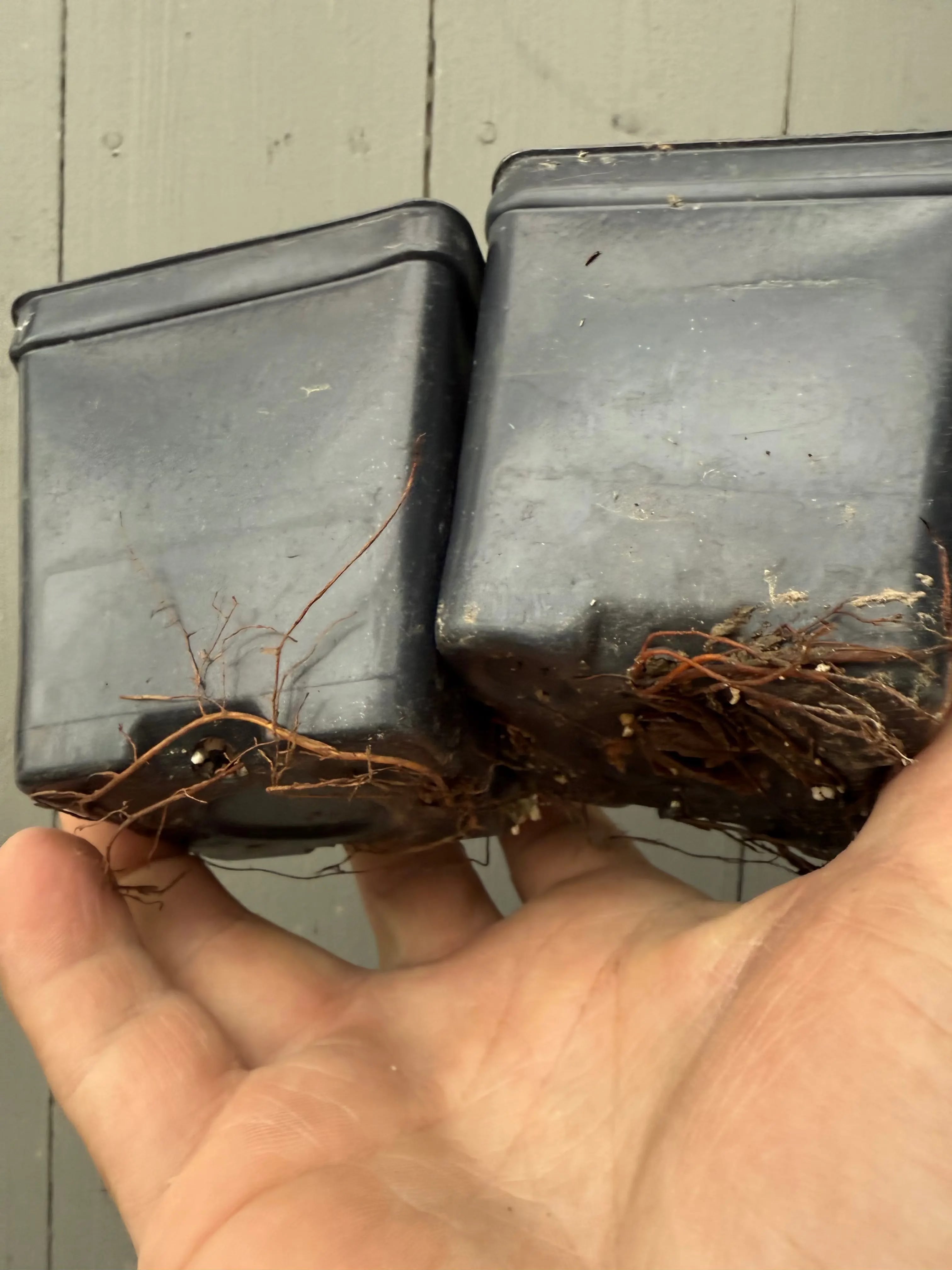 Acer palmatum 'Yves' Select' Canada Bonsai