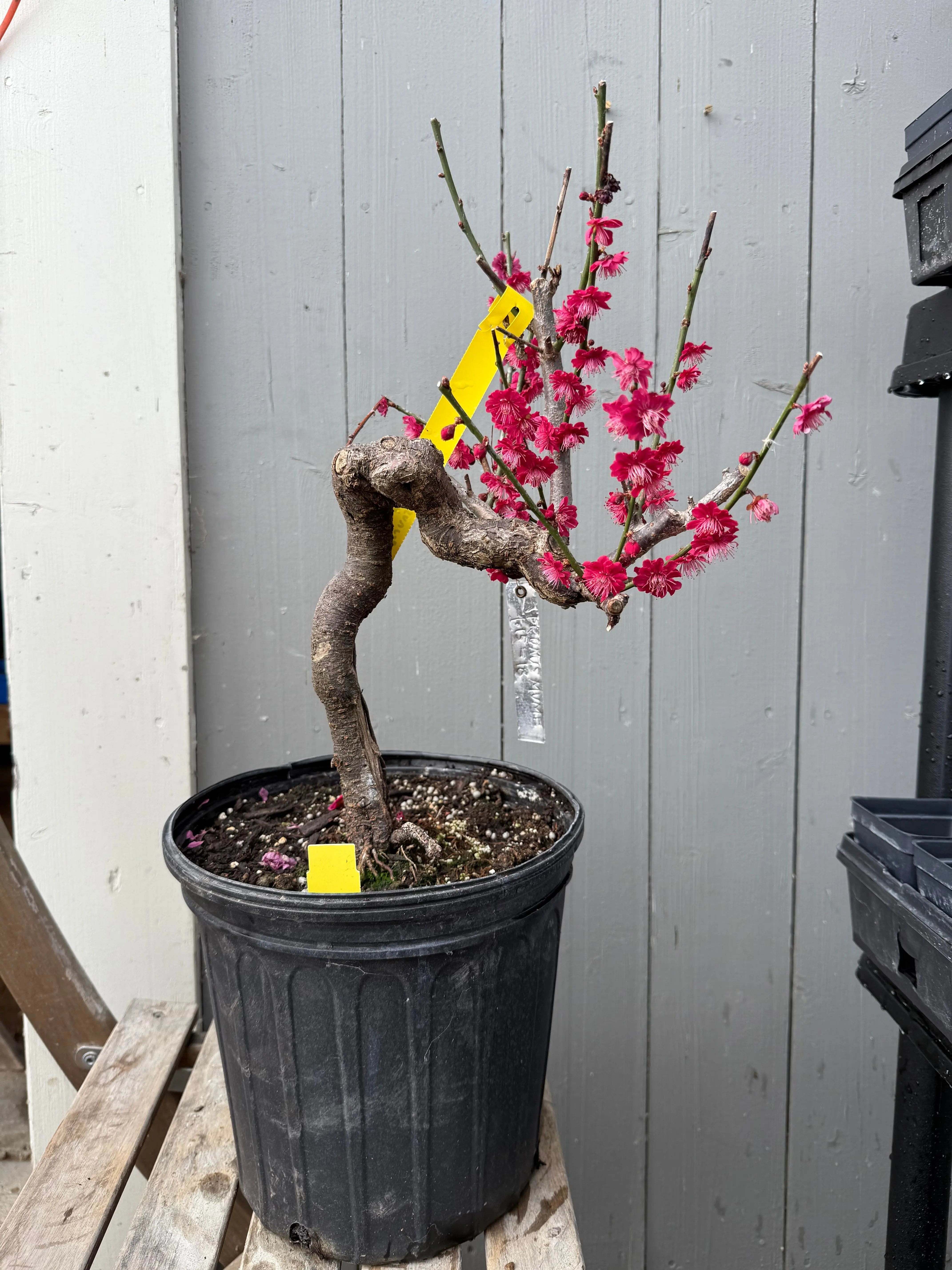 Prunus mume 'Hóngxū zhūshā' Canada Bonsai