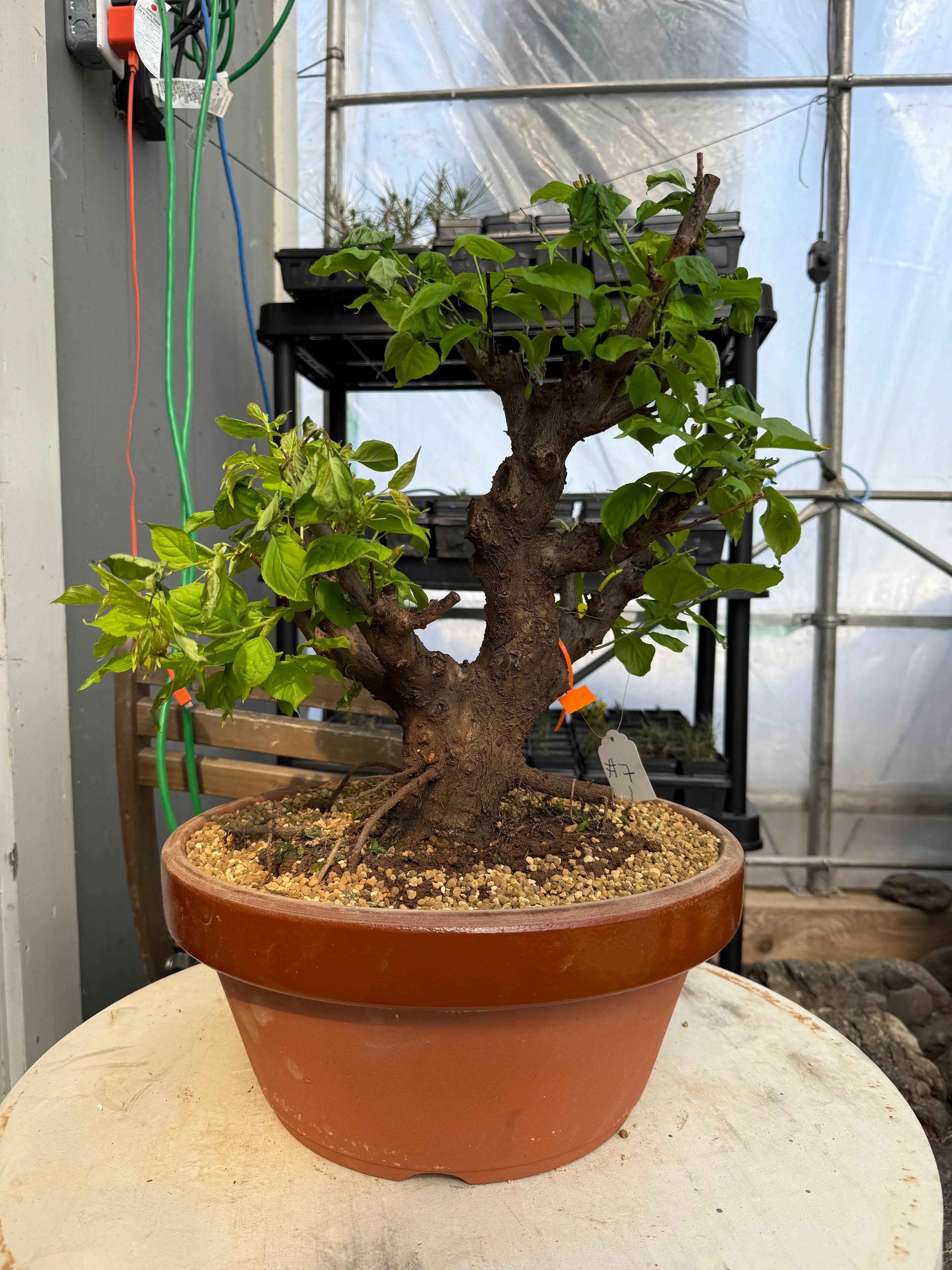 Prunus mume 'Gǔ lǐ hóng' Canada Bonsai