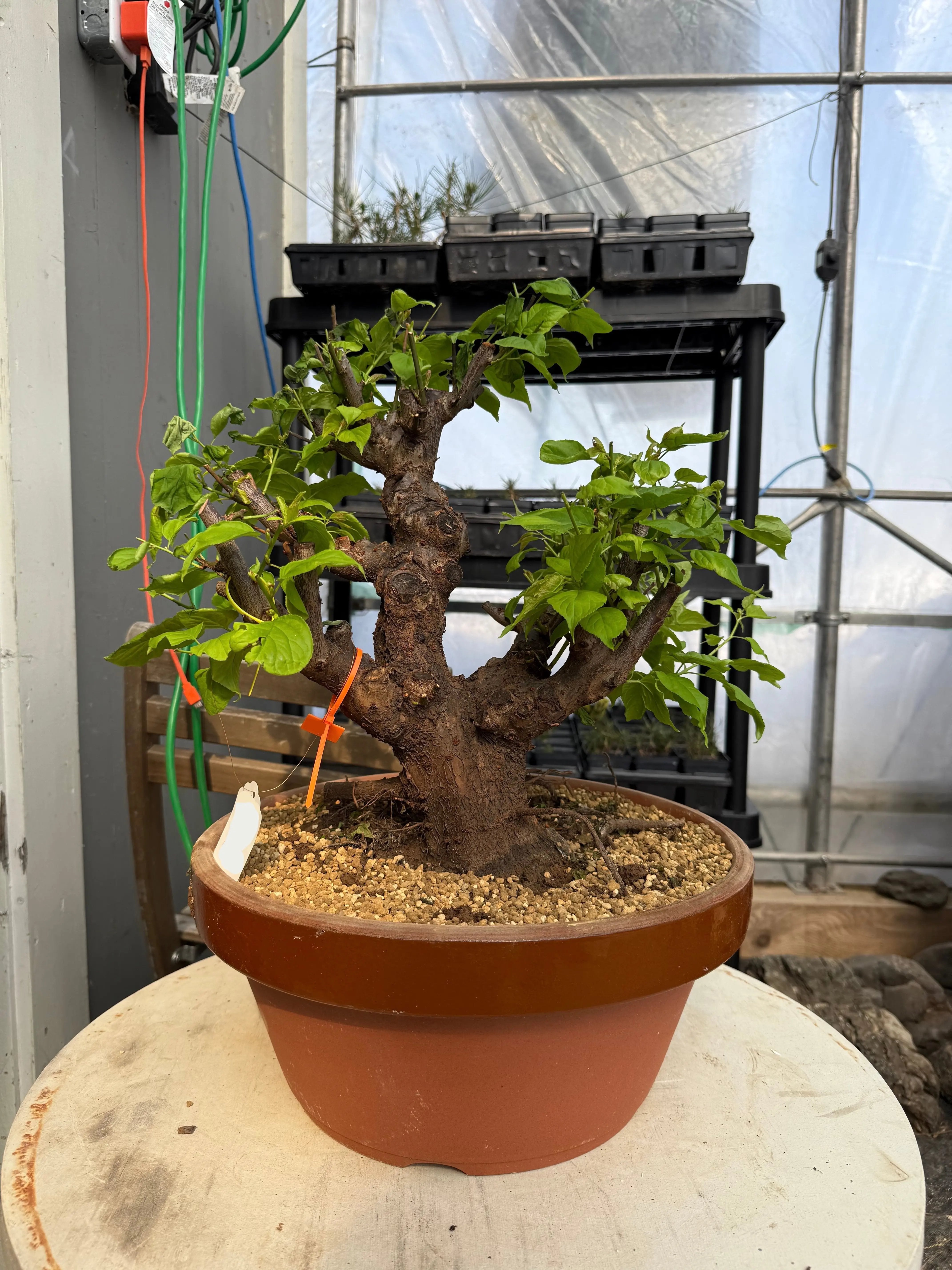 Prunus mume 'Gǔ lǐ hóng' Canada Bonsai