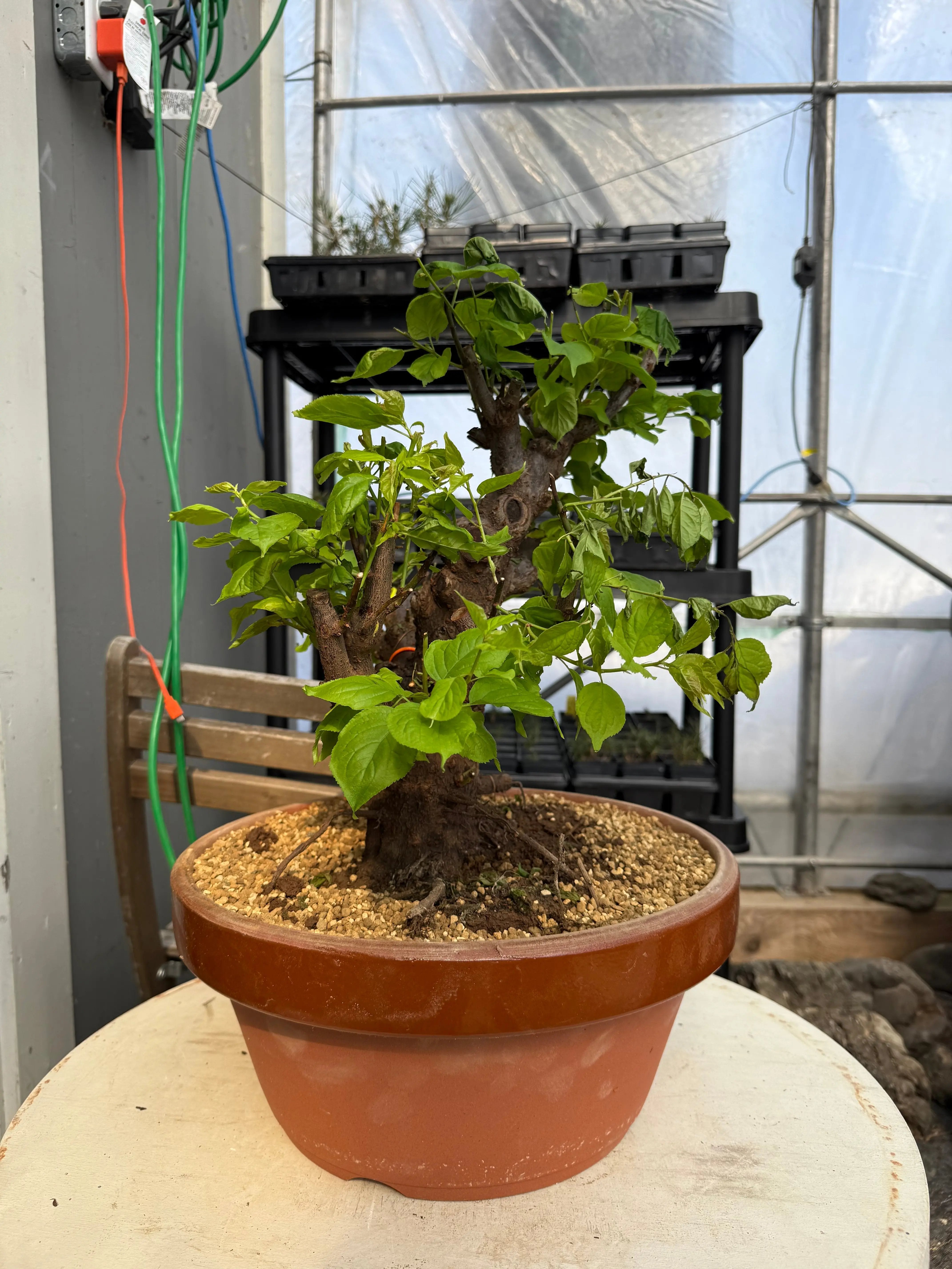 Prunus mume 'Gǔ lǐ hóng' Canada Bonsai