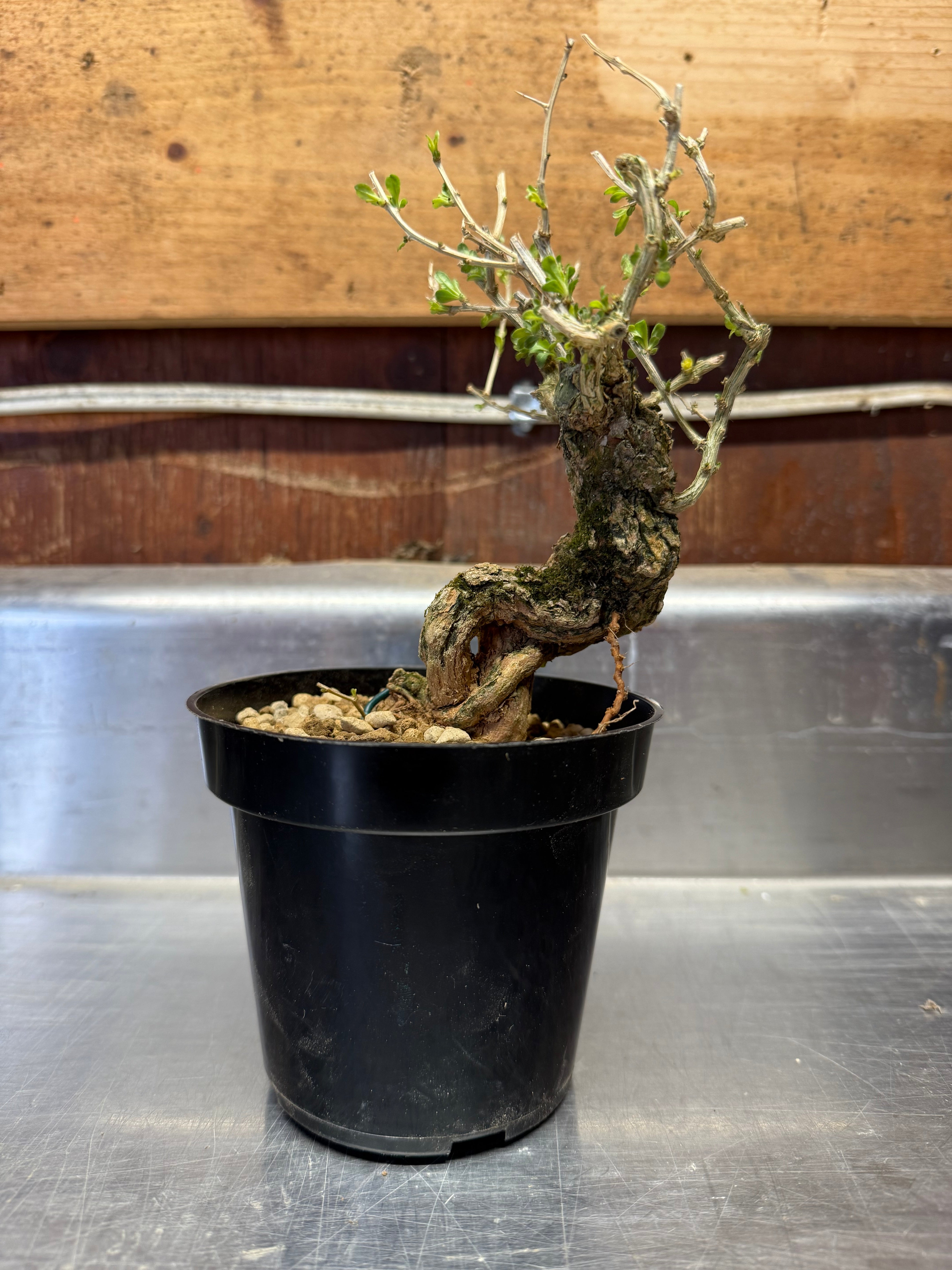 Lycium chinense