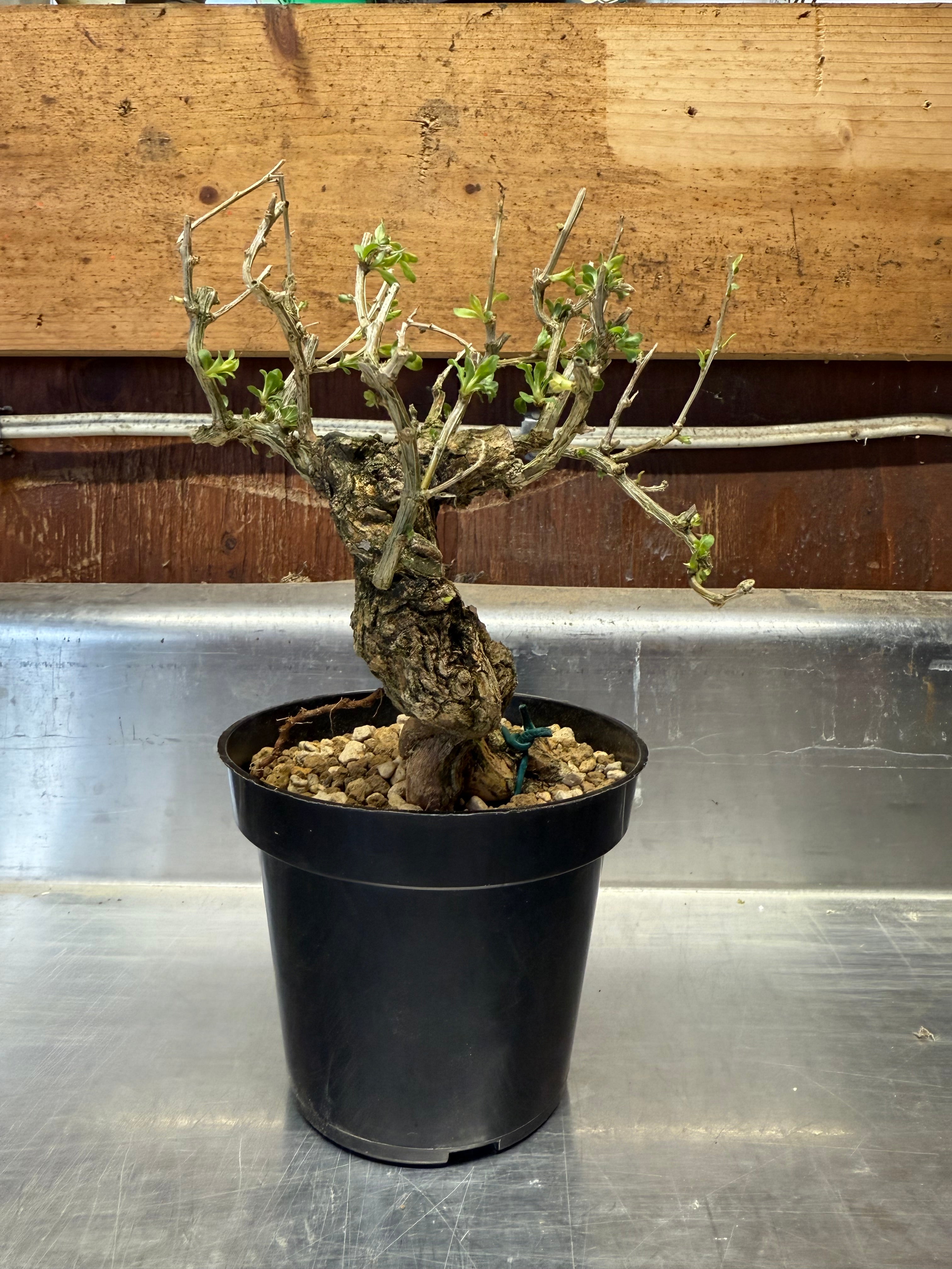 Lycium chinense