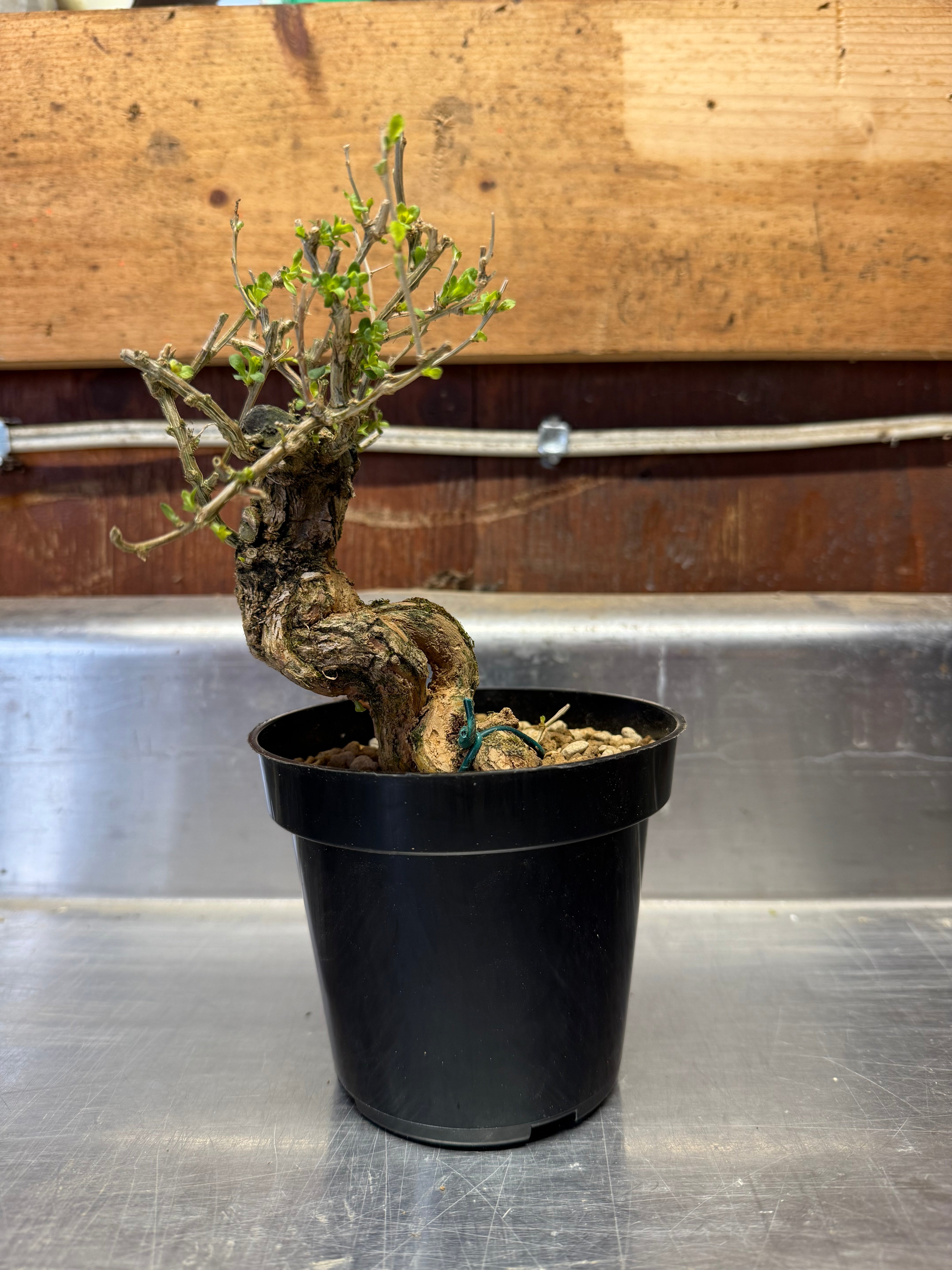 Lycium chinense