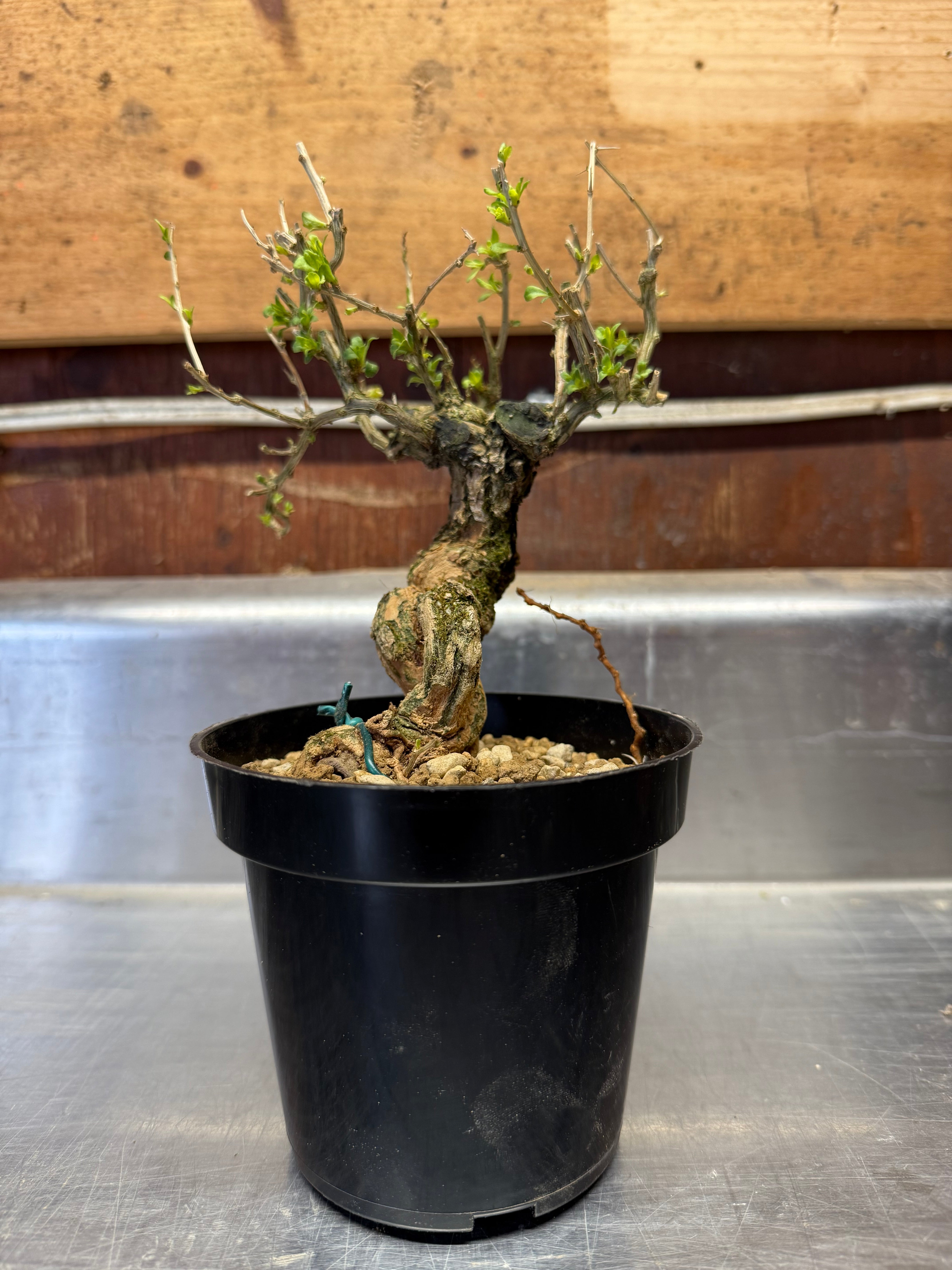 Lycium chinense