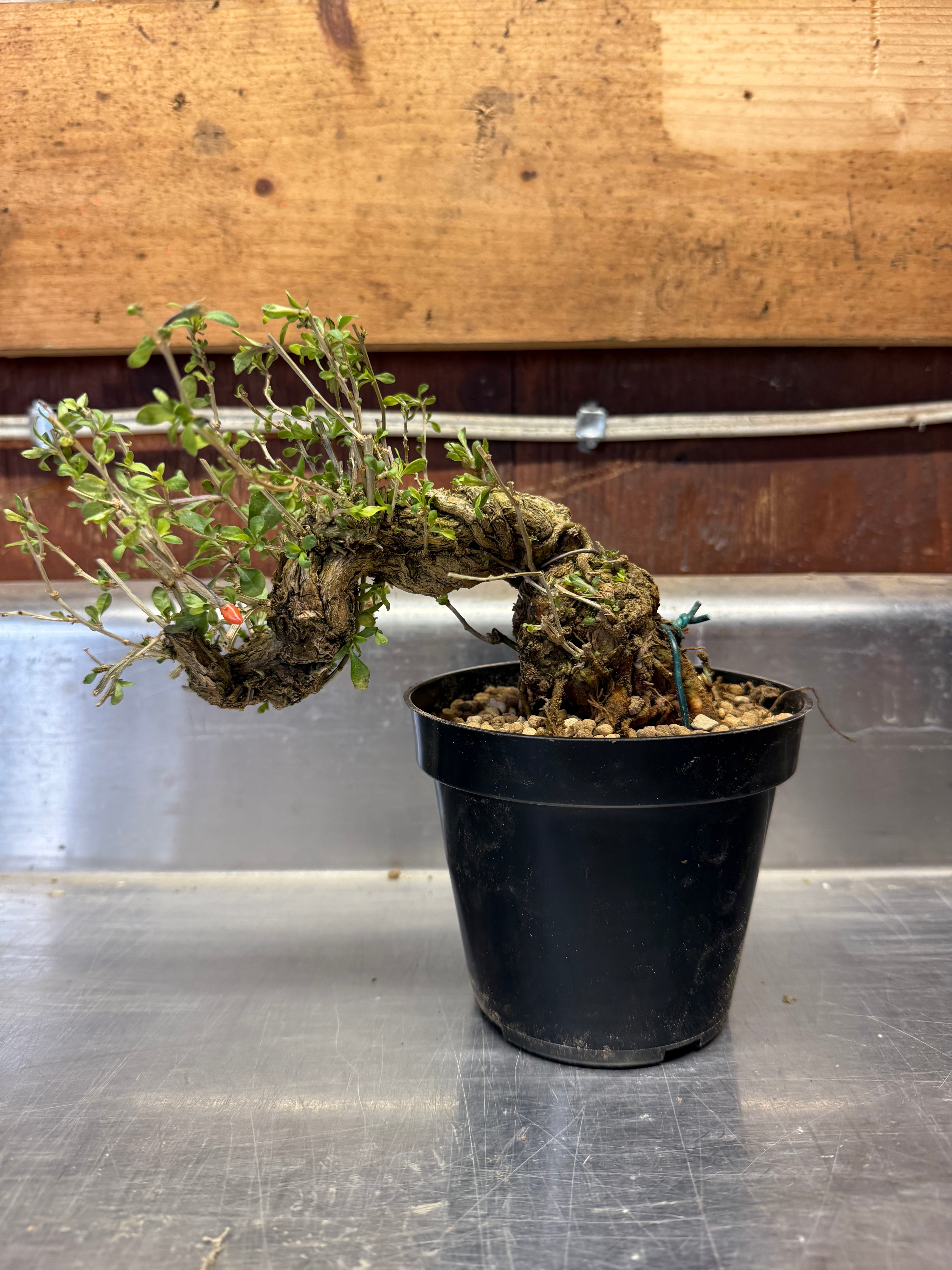 Lycium chinense
