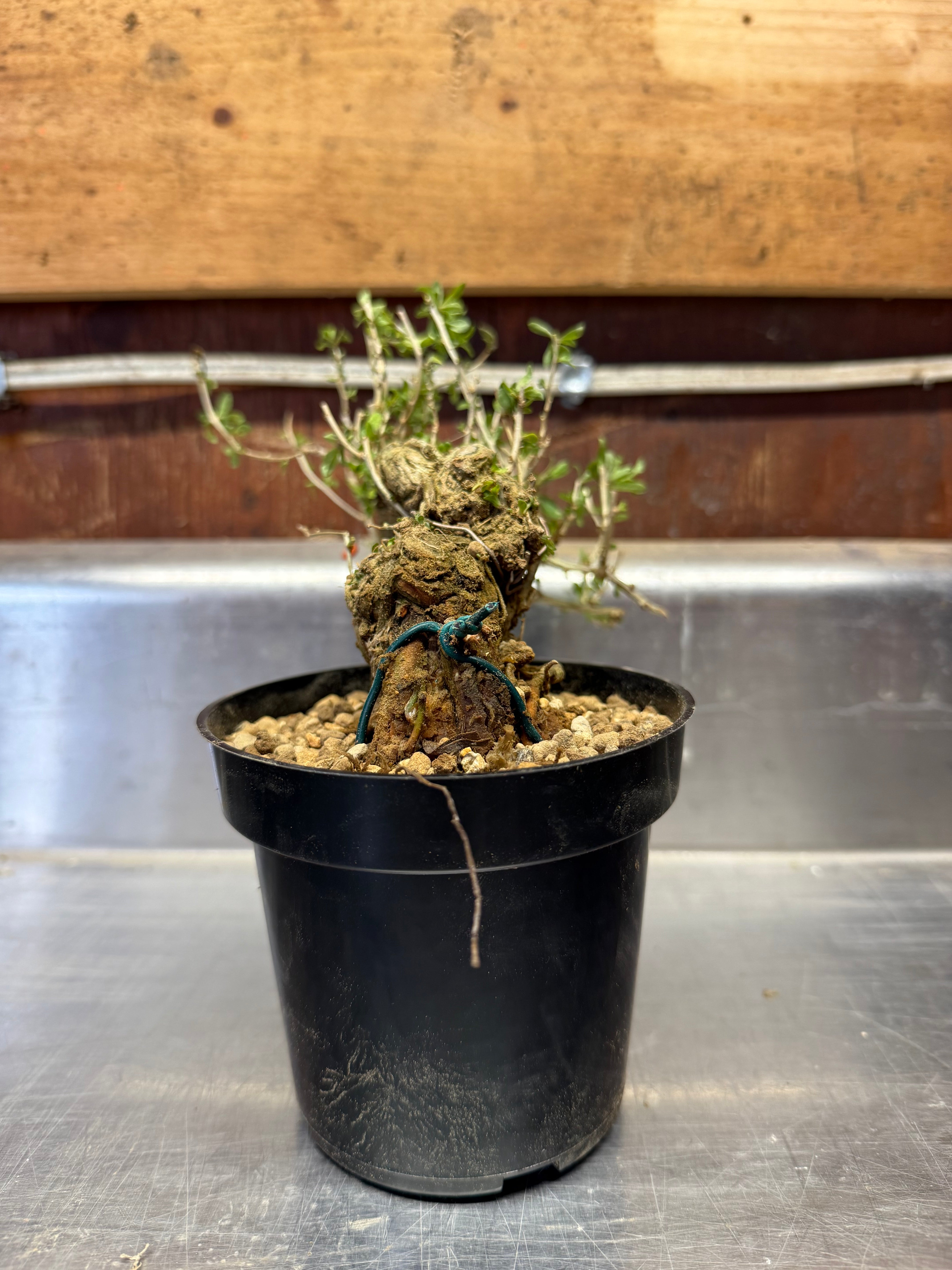 Lycium chinense