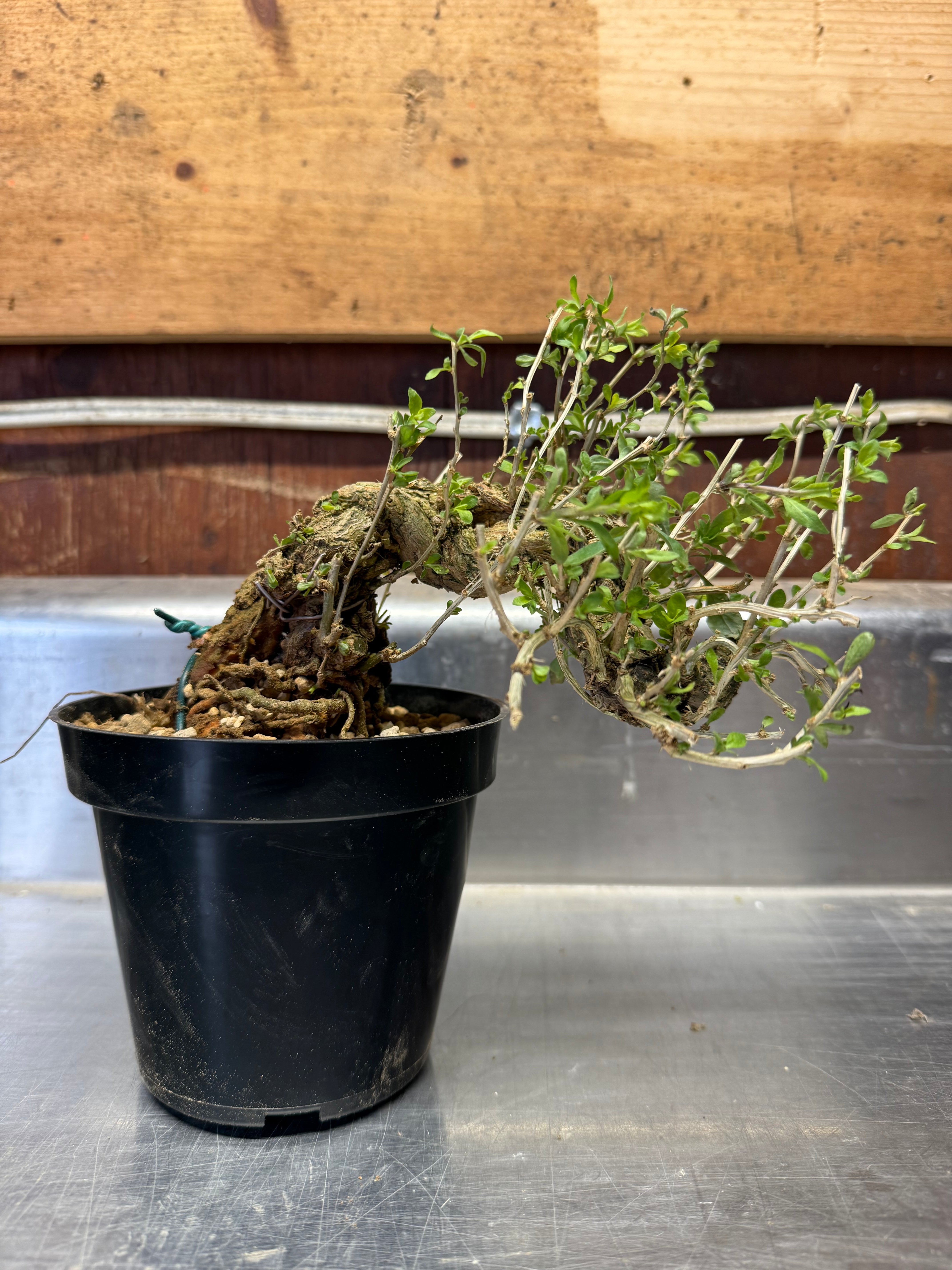 Lycium chinense