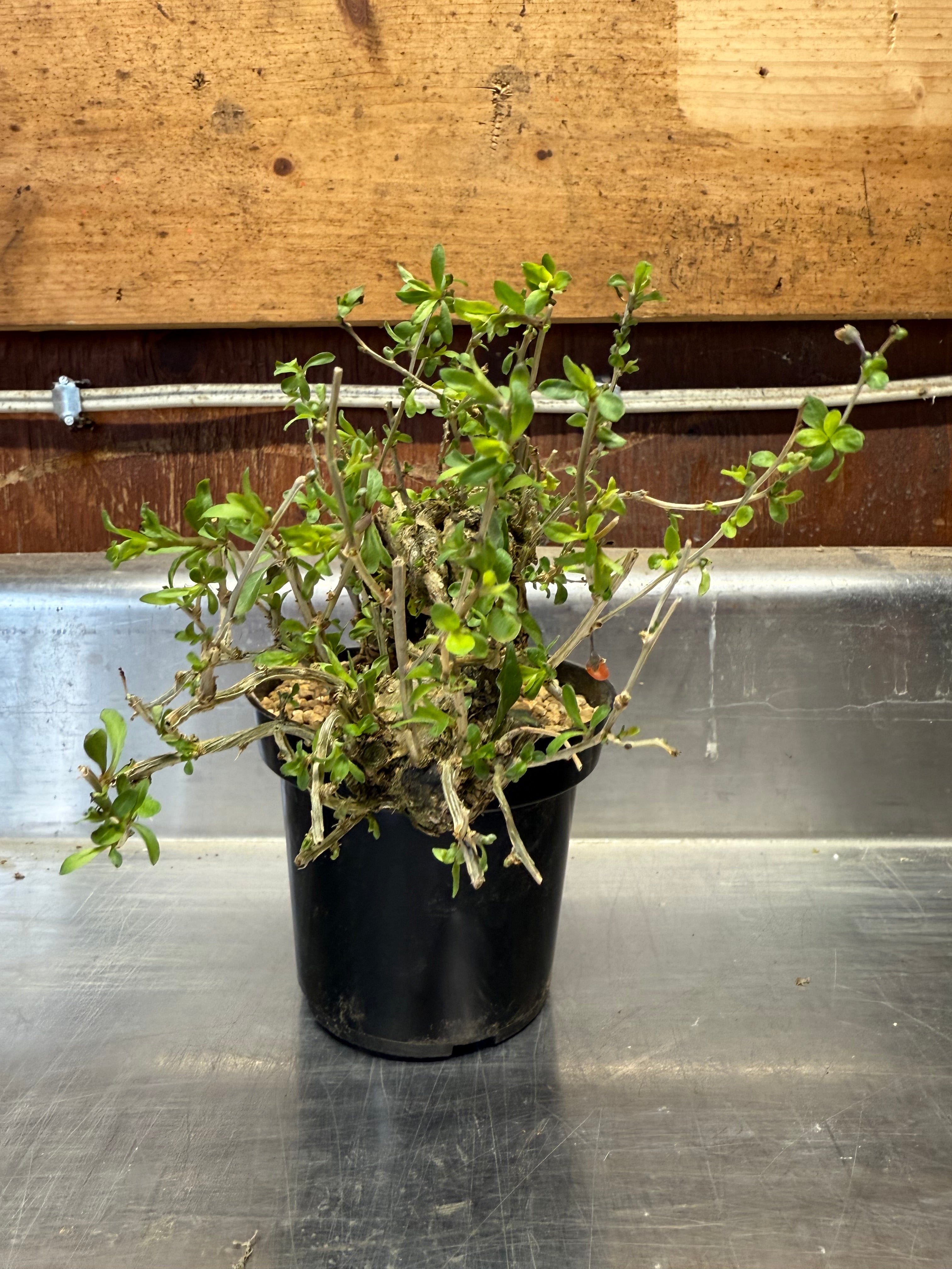 Lycium chinense