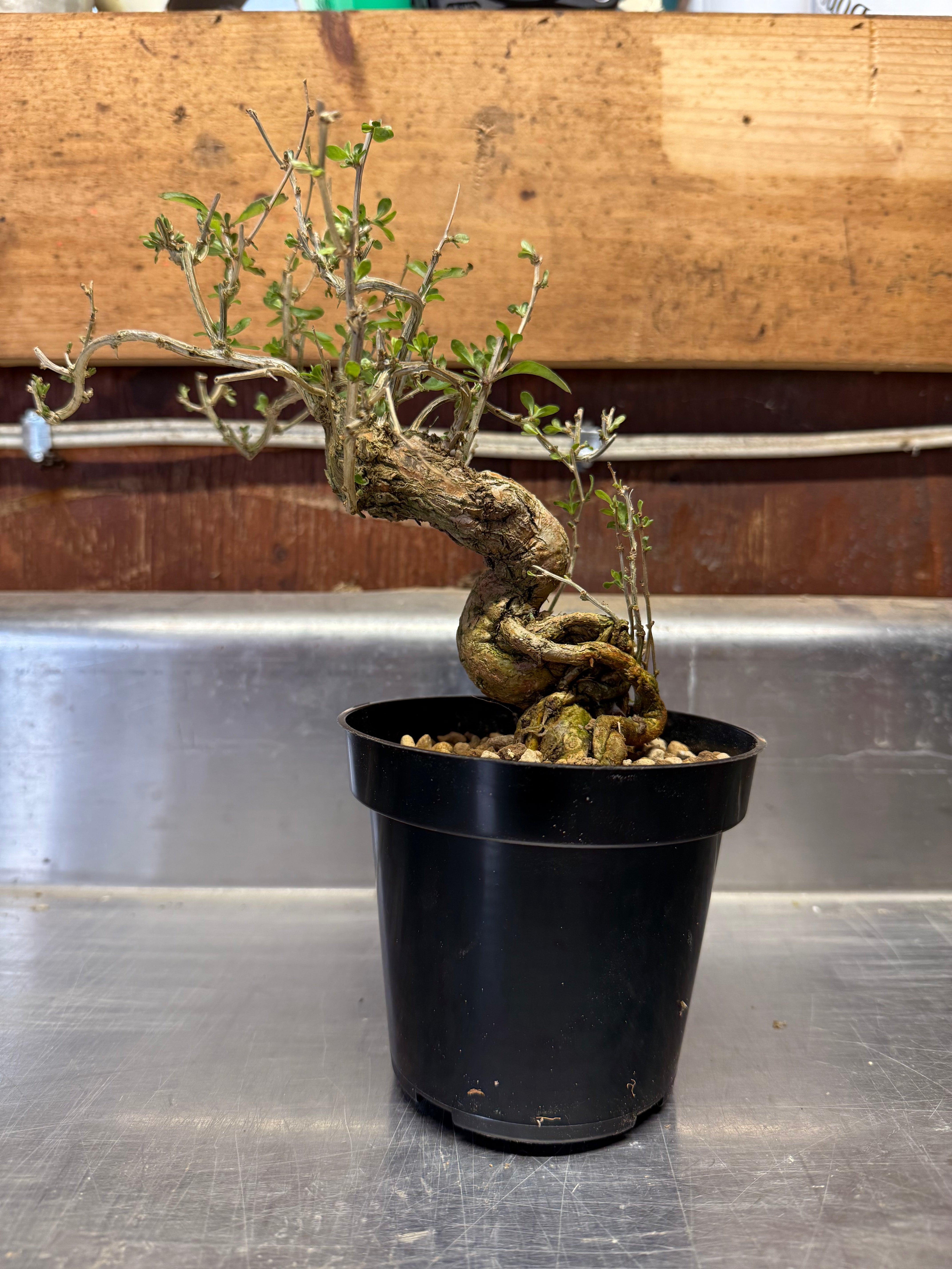 Lycium chinense