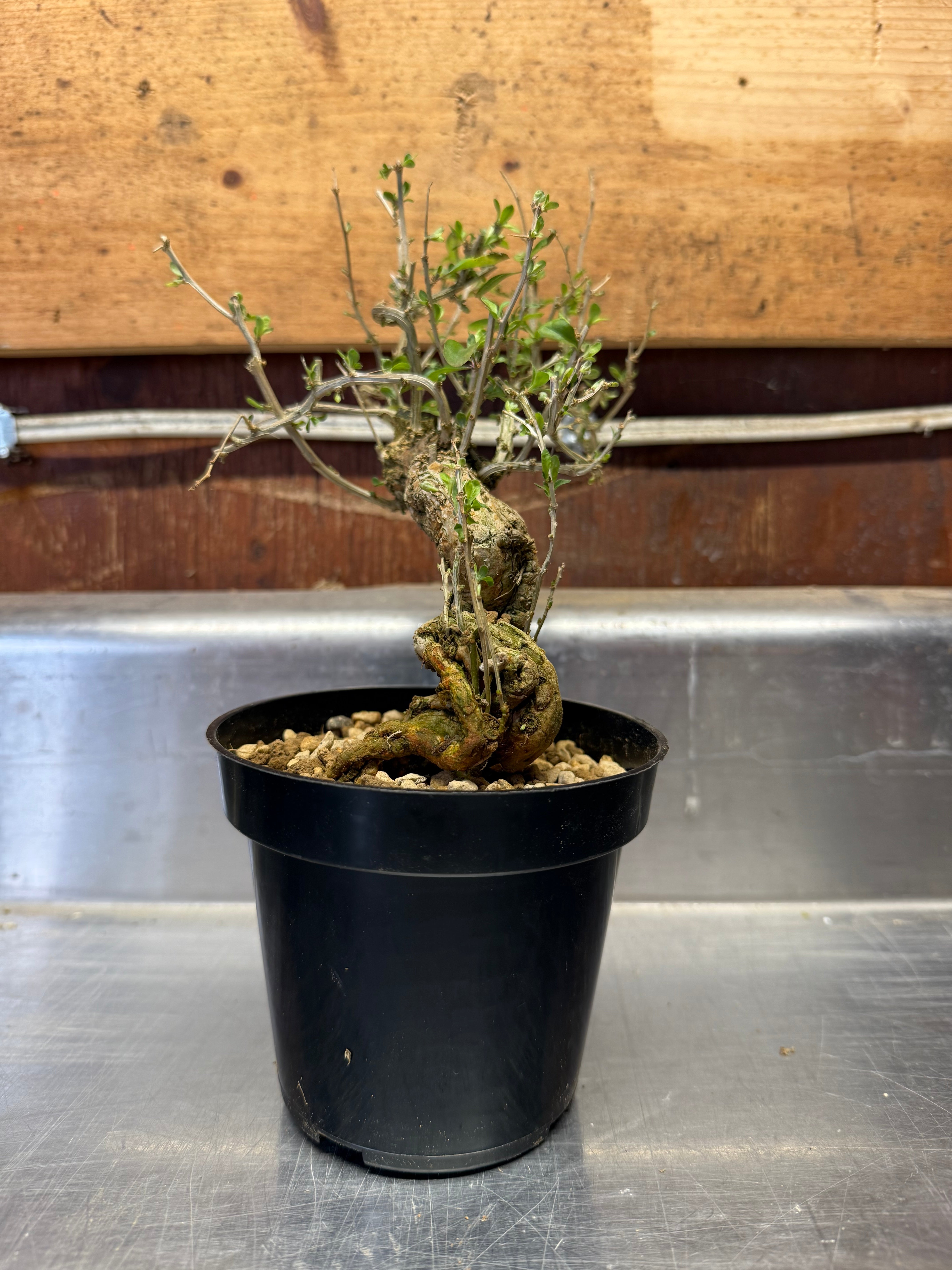 Lycium chinense