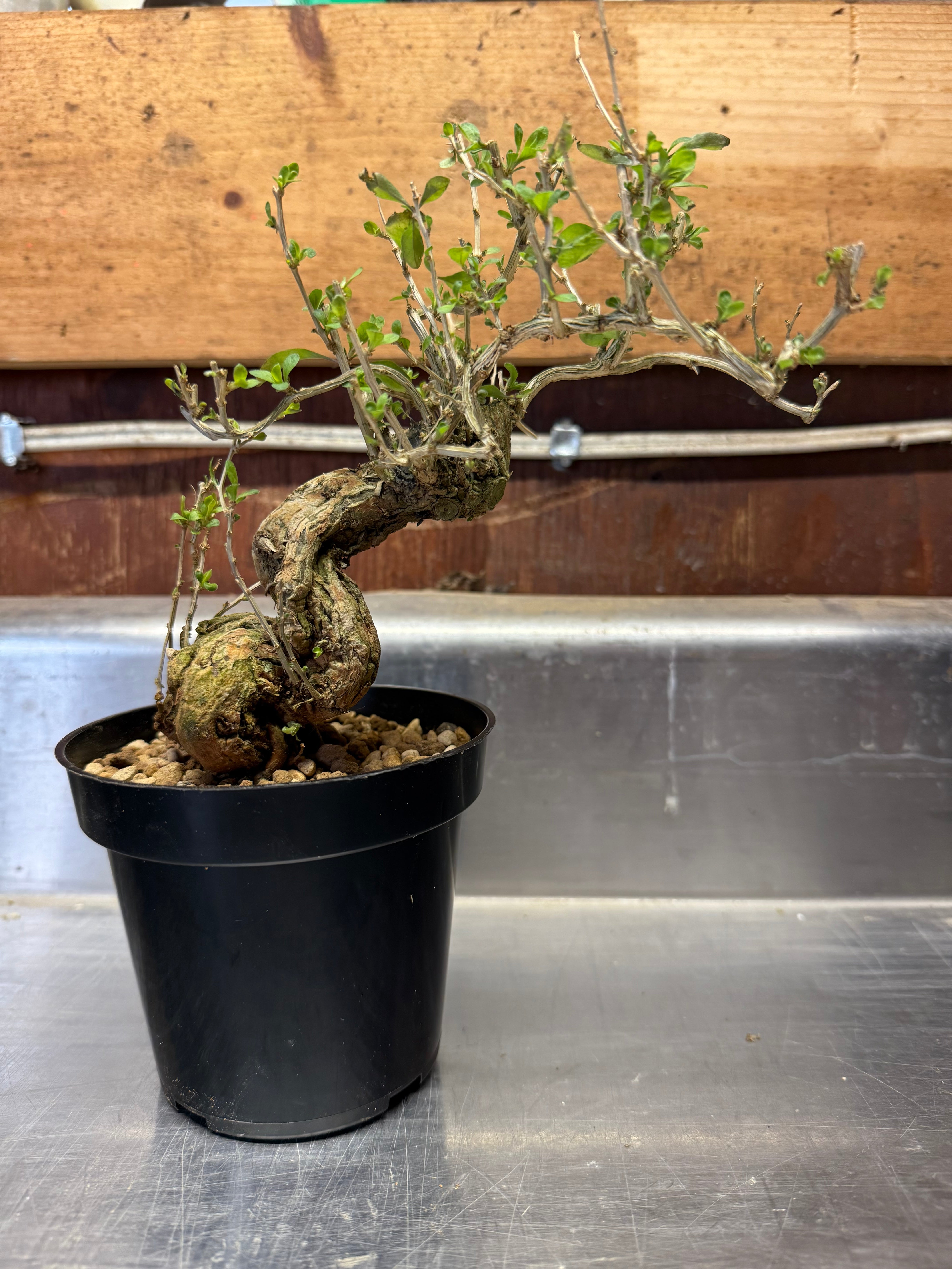 Lycium chinense