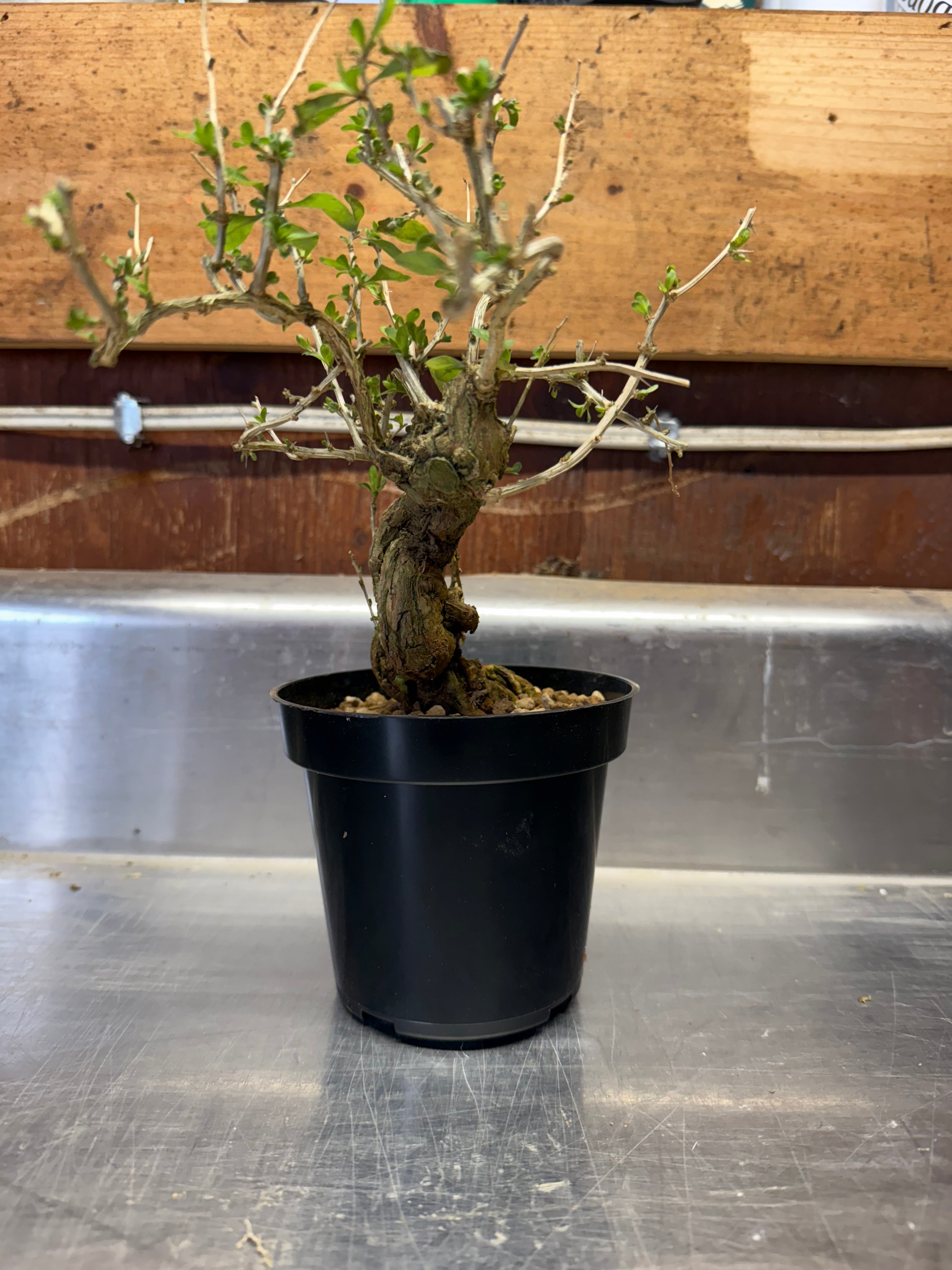 Lycium chinense