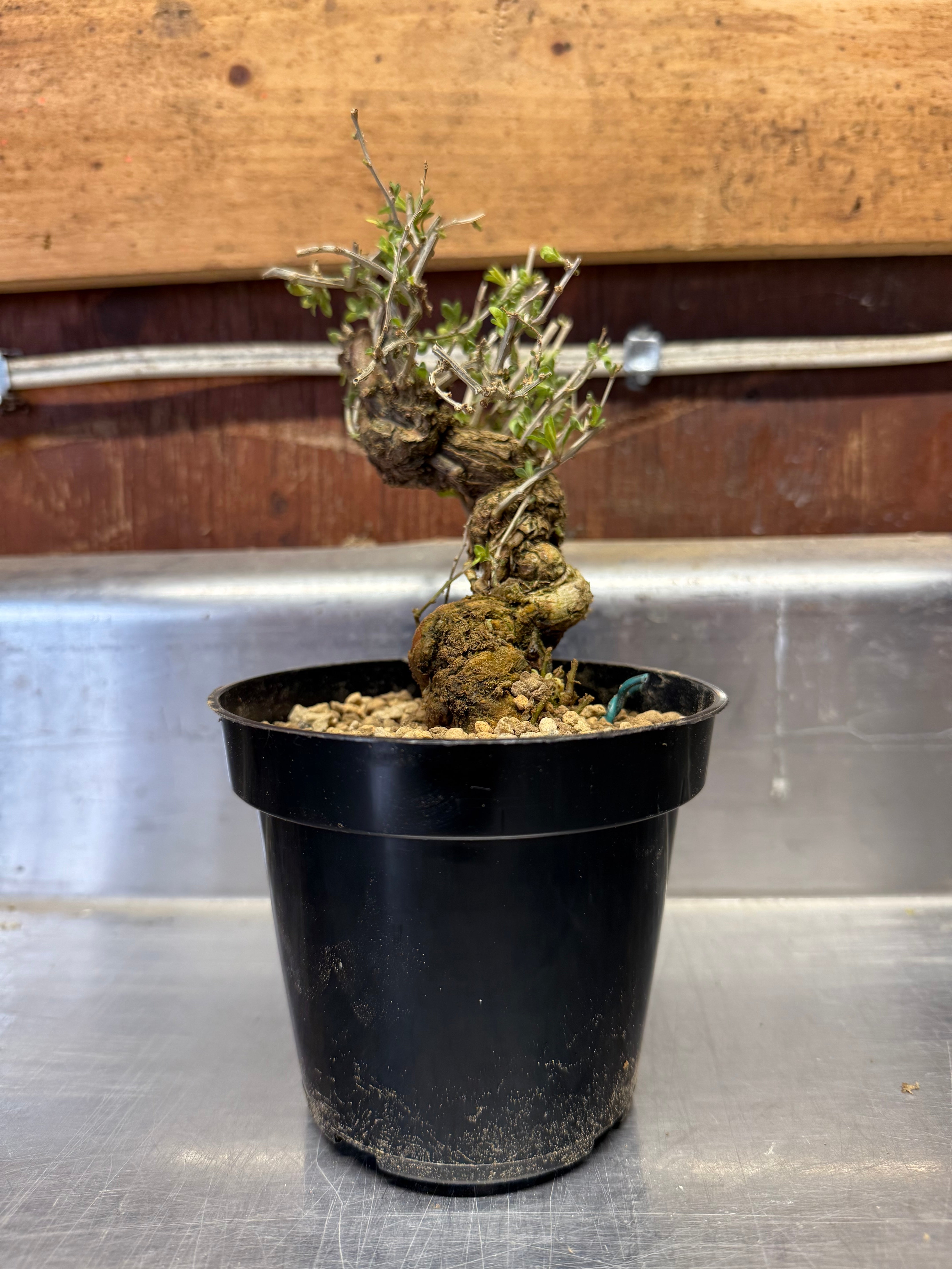 Lycium chinense