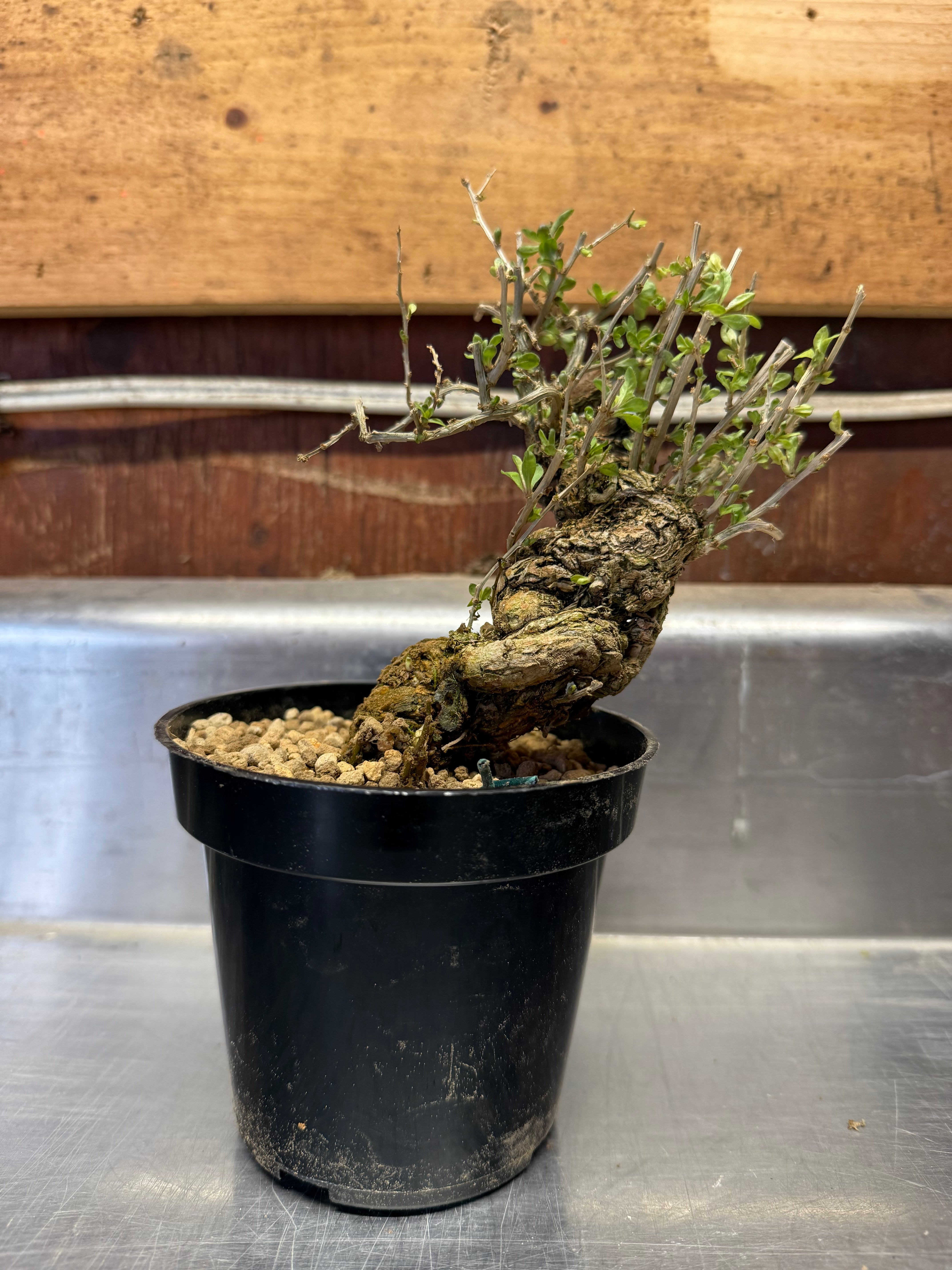 Lycium chinense