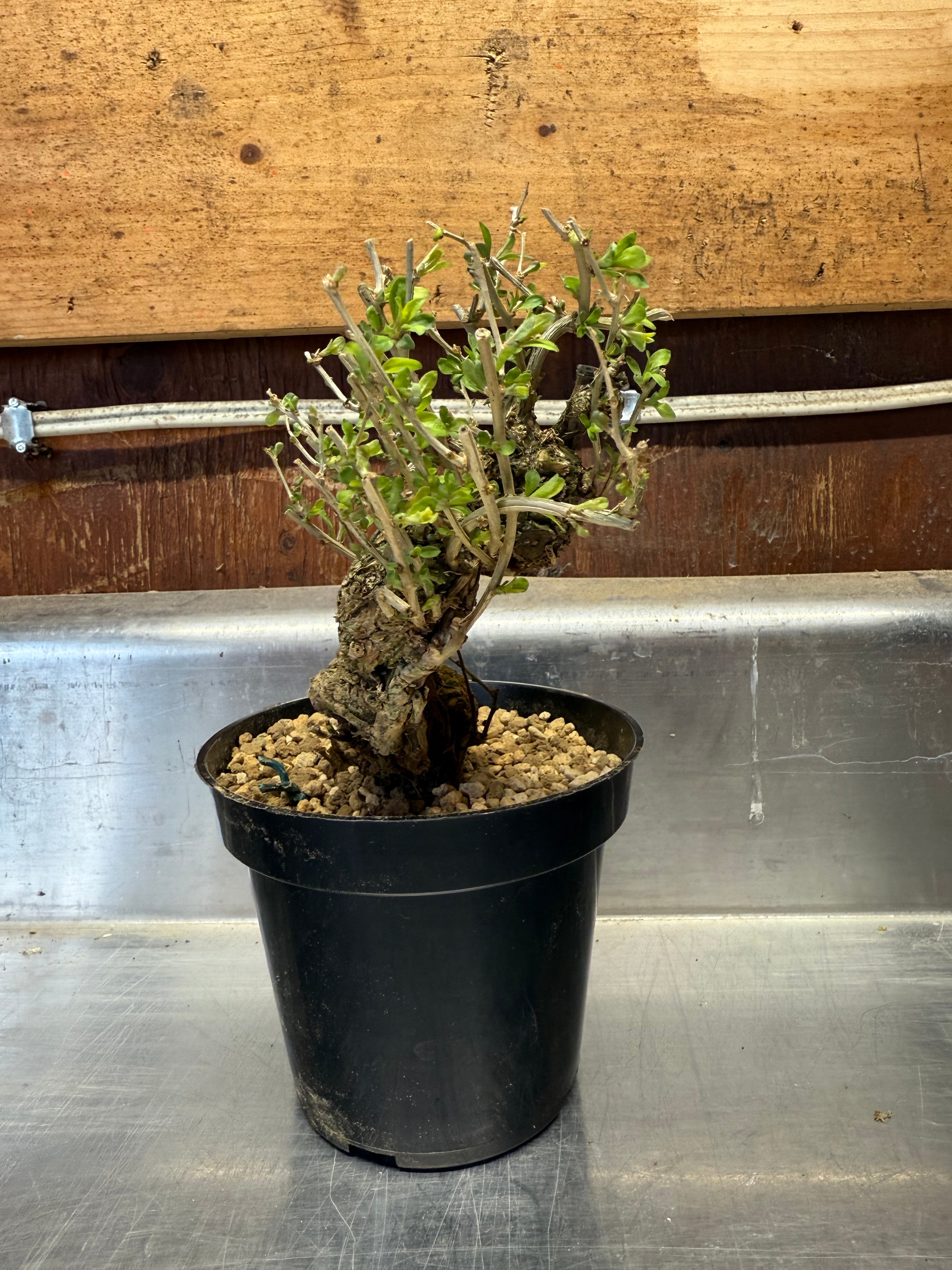 Lycium chinense