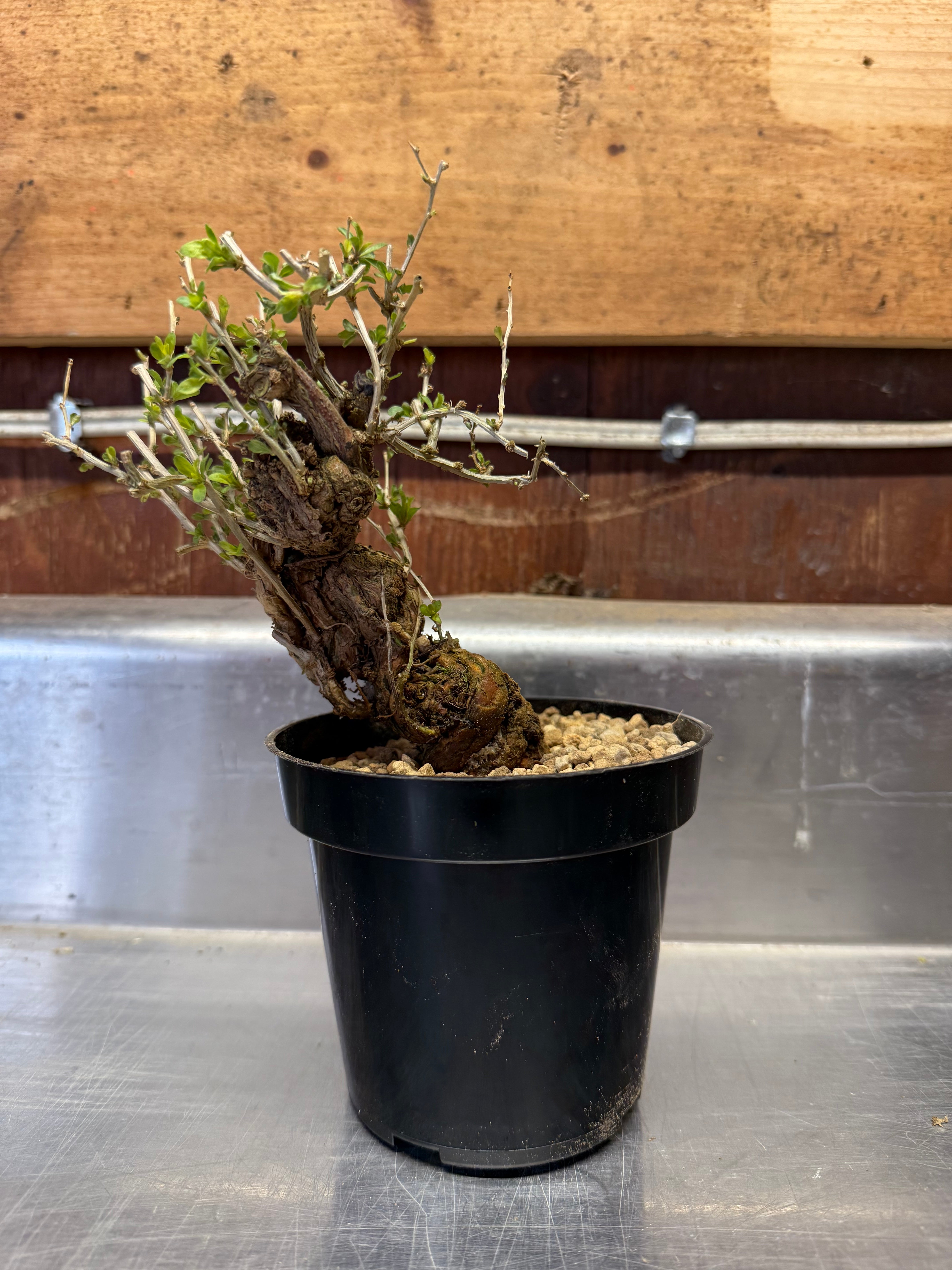 Lycium chinense
