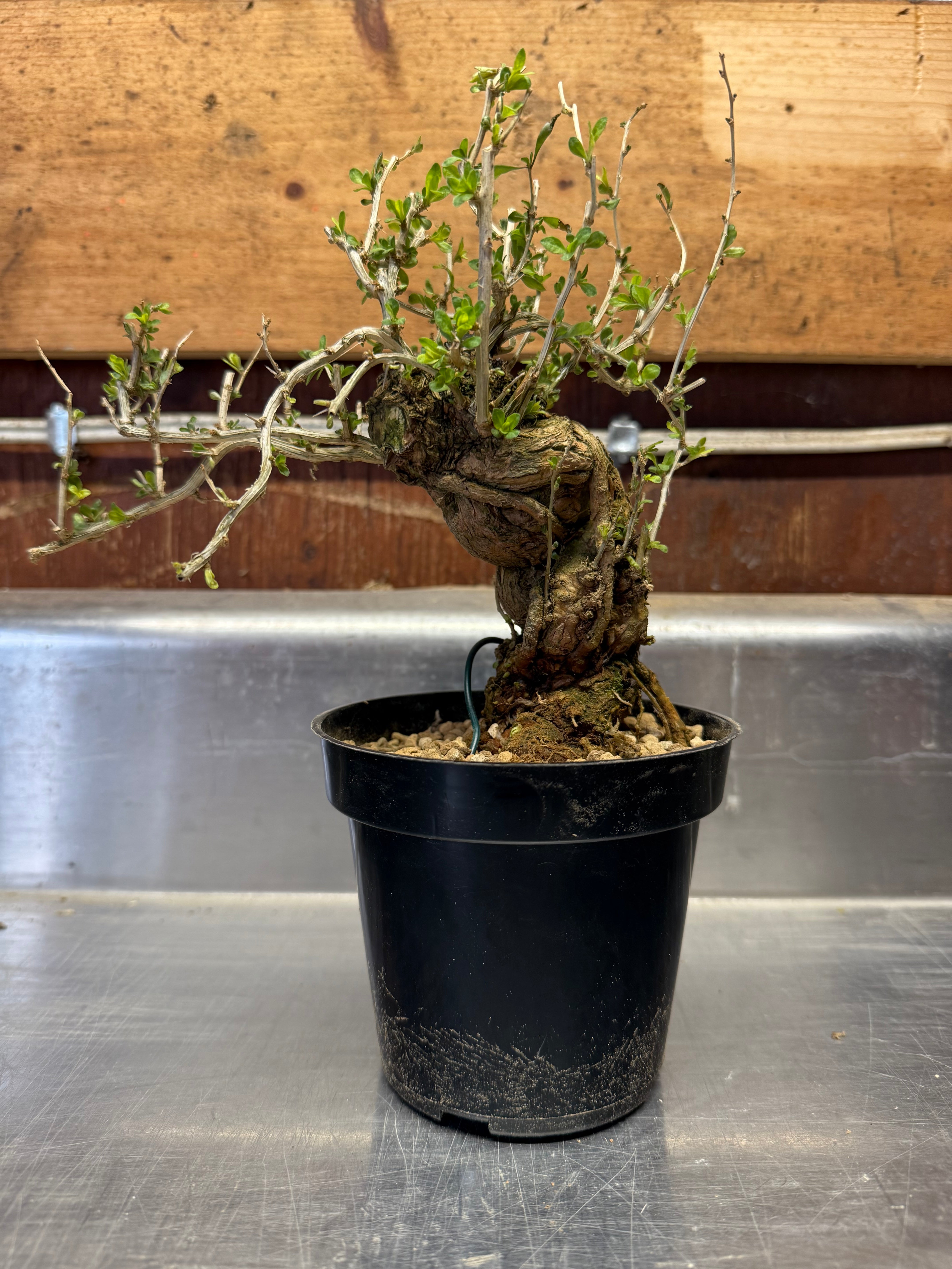 Lycium chinense