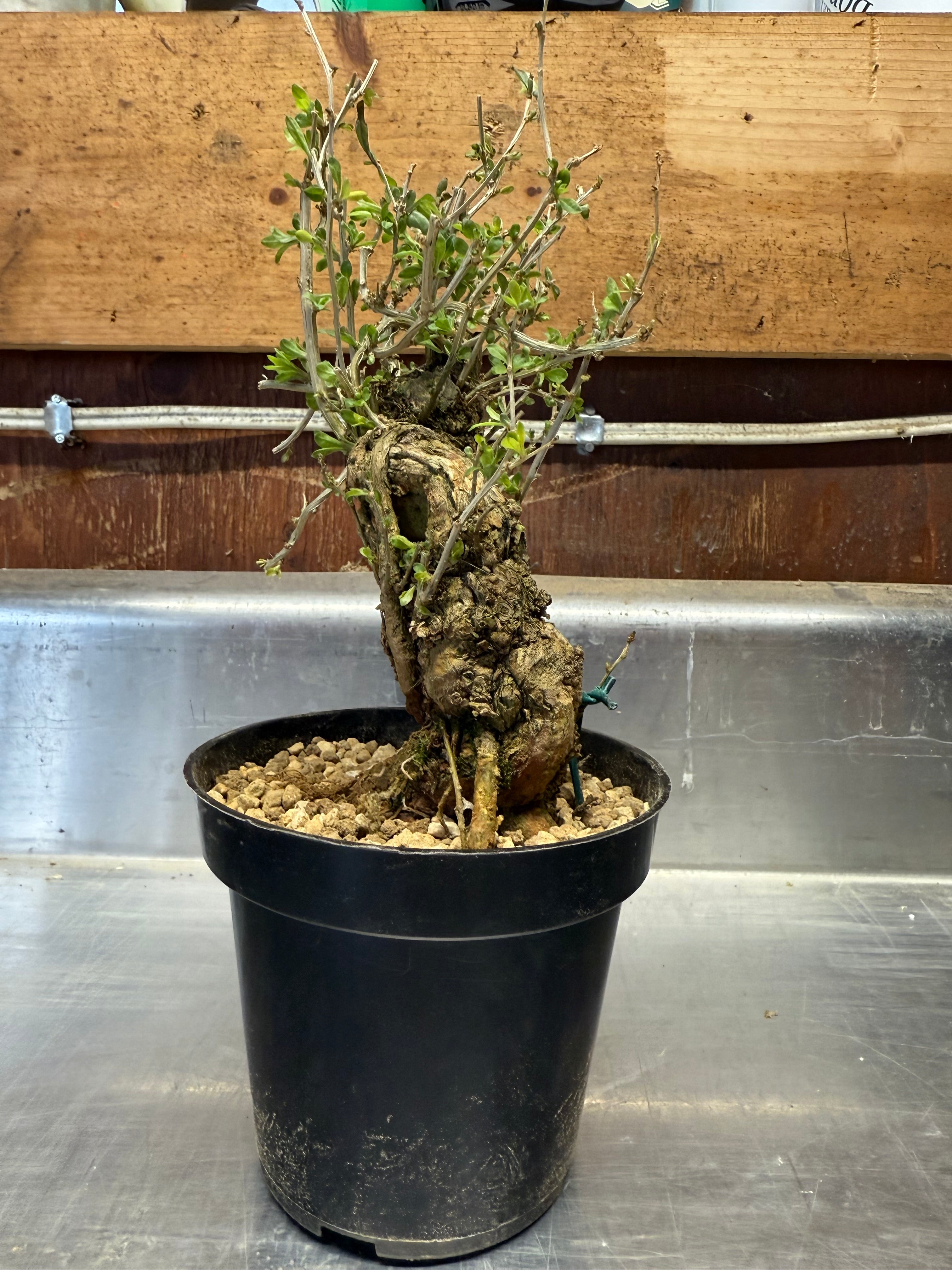 Lycium chinense