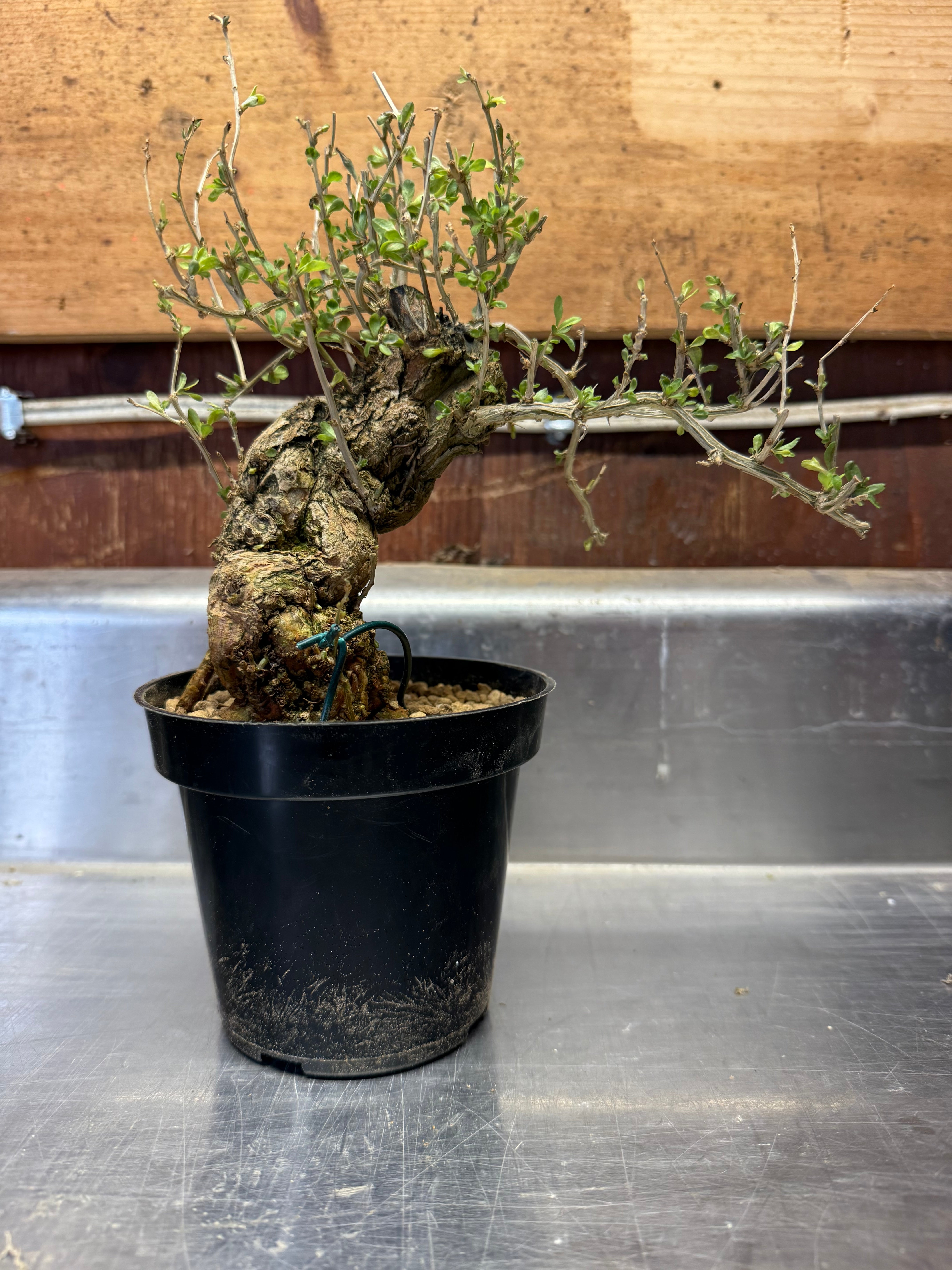 Lycium chinense